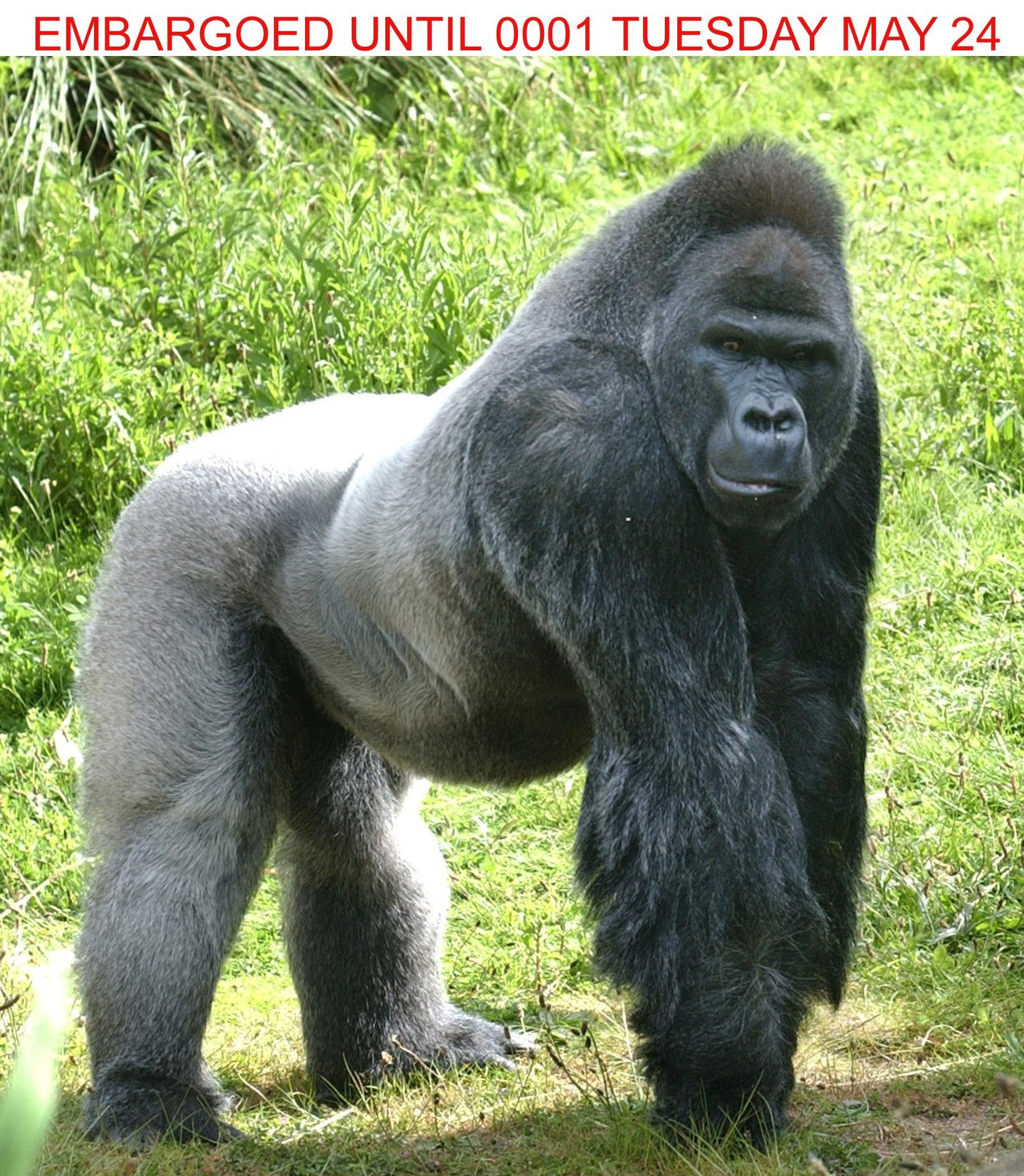 Beloved zoo gorilla dies just days after being moved to new home