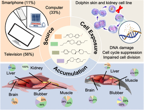 ई-कचरा डॉल्फिन आणि पोर्पॉइसेसच्या मेंदूमध्ये प्रवेश करतो