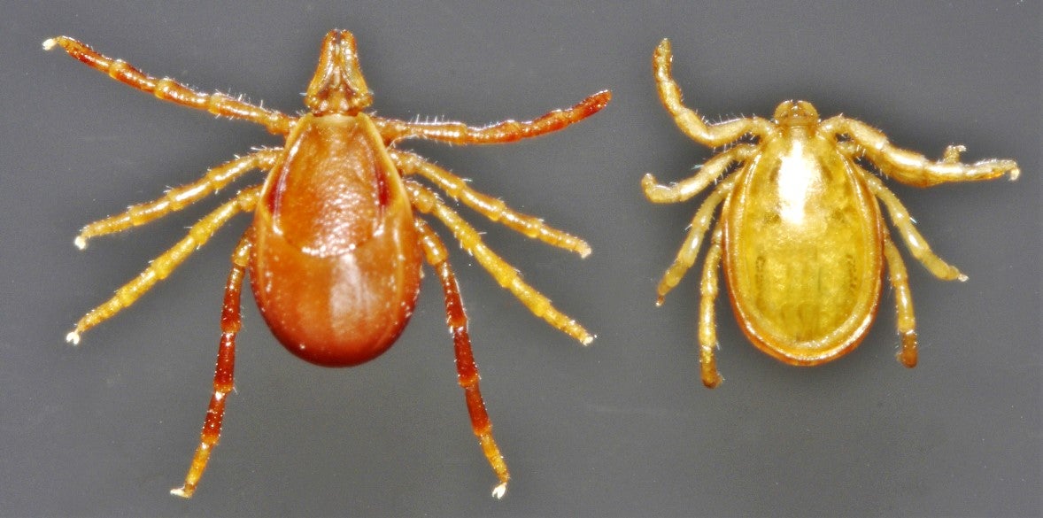 पक्षाघाताचे लक्षण Ixodes holocyclus