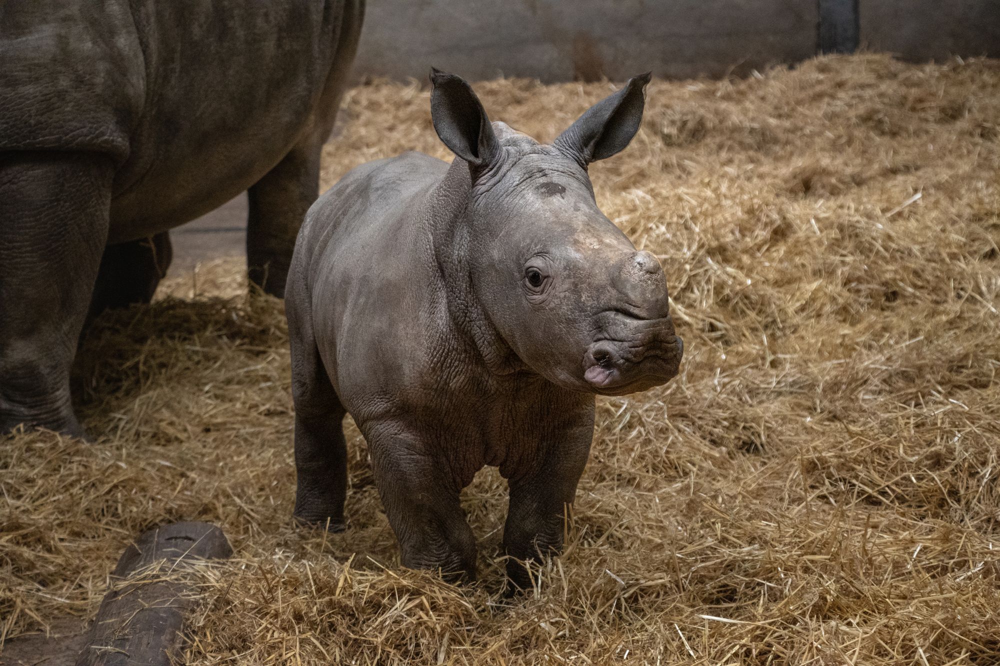 Safari park welcomes rare rhino calf: &lsquo;A symbol of hope&rsquo;