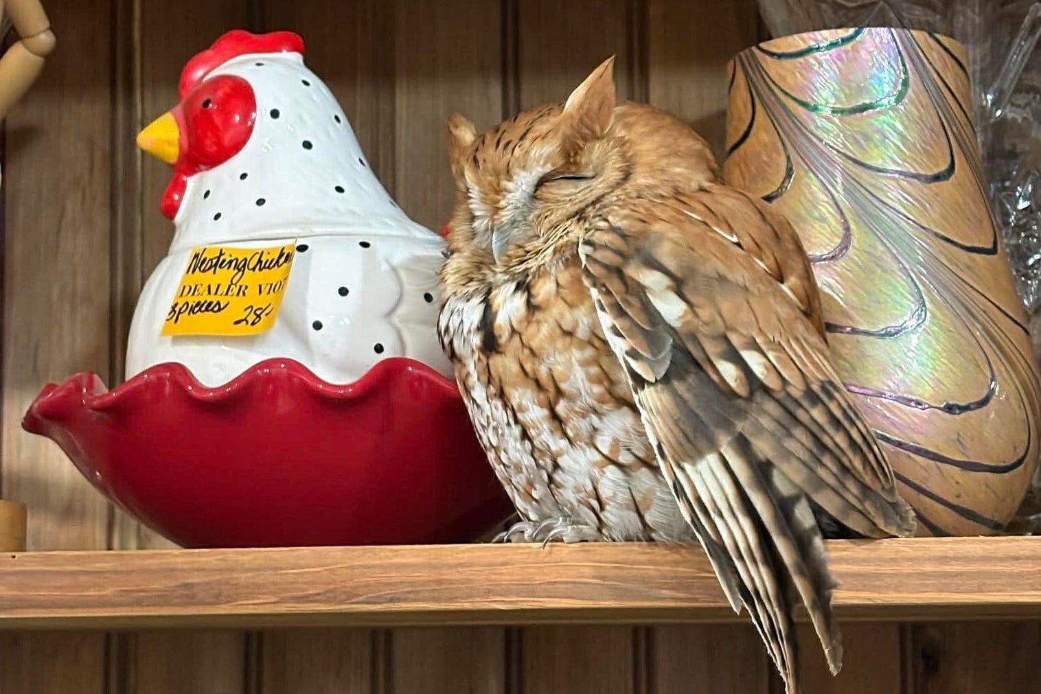 Sleepy owl found resting next to cookie jar on New York antique