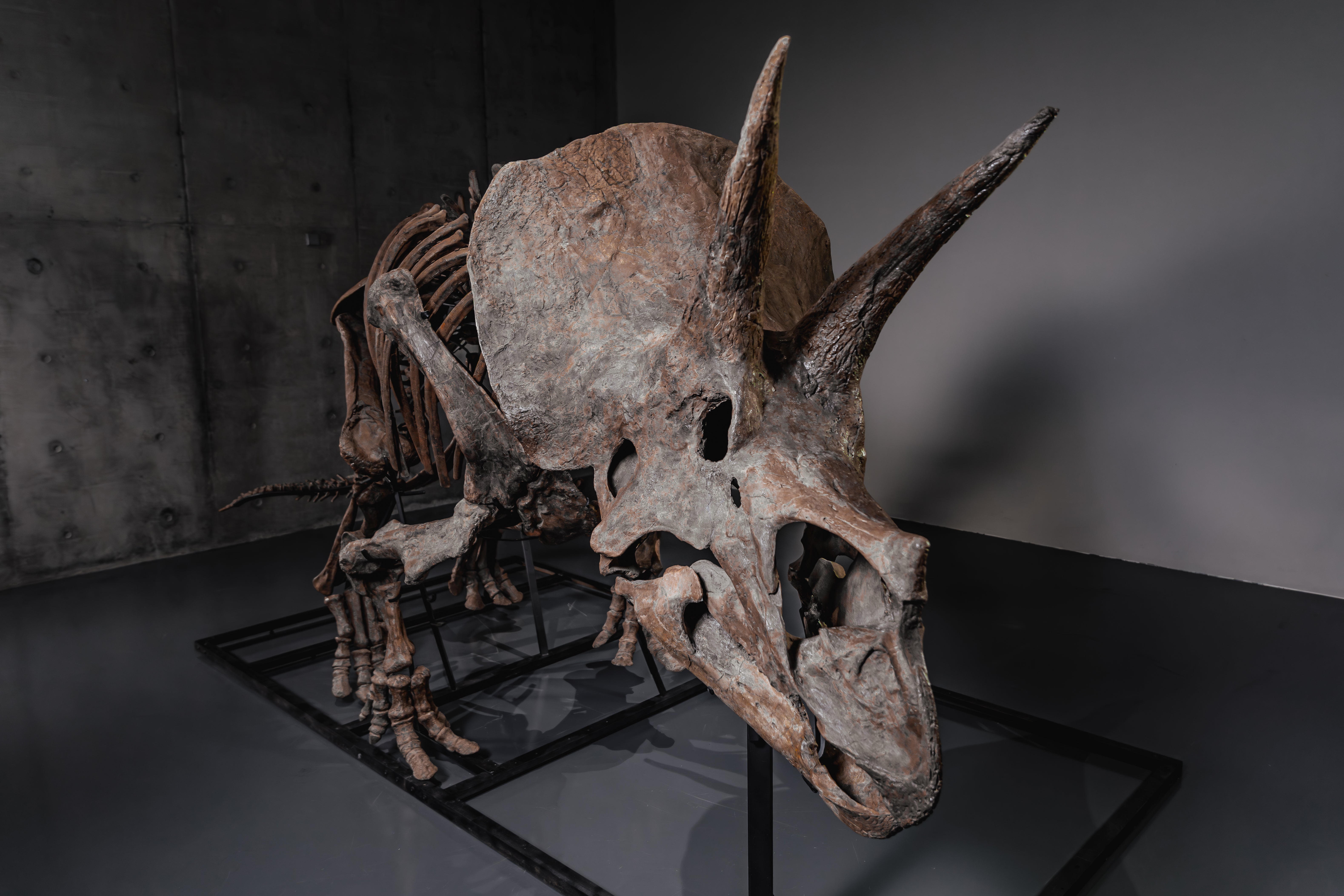 Triceratops स्केलेटन, म्हणतात 