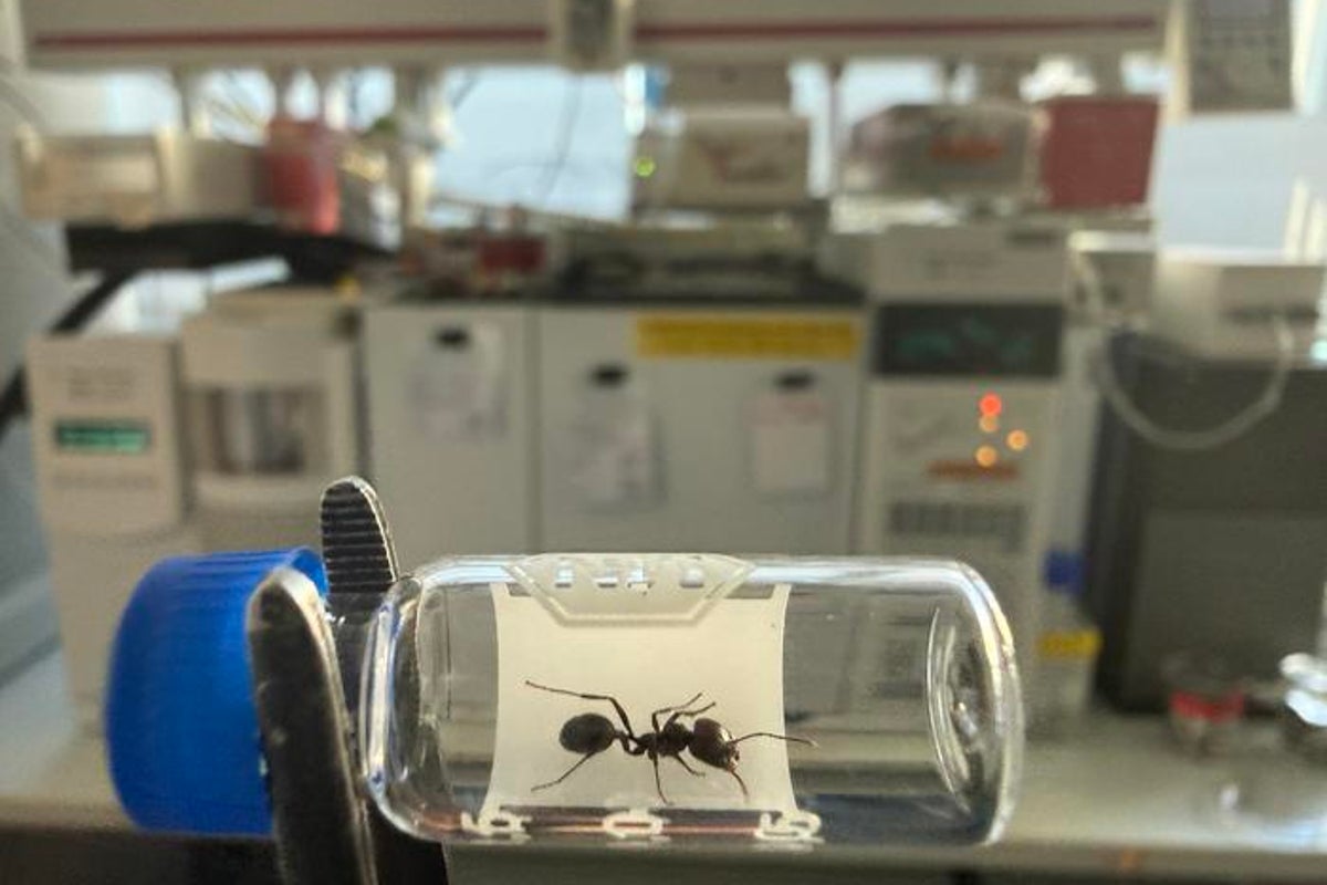 Scientists discover ‘dramatic change’ in ant nests as a consequence of air air pollution Scientists discover ‘dramatic change’ in ant nests as a consequence of air air pollution