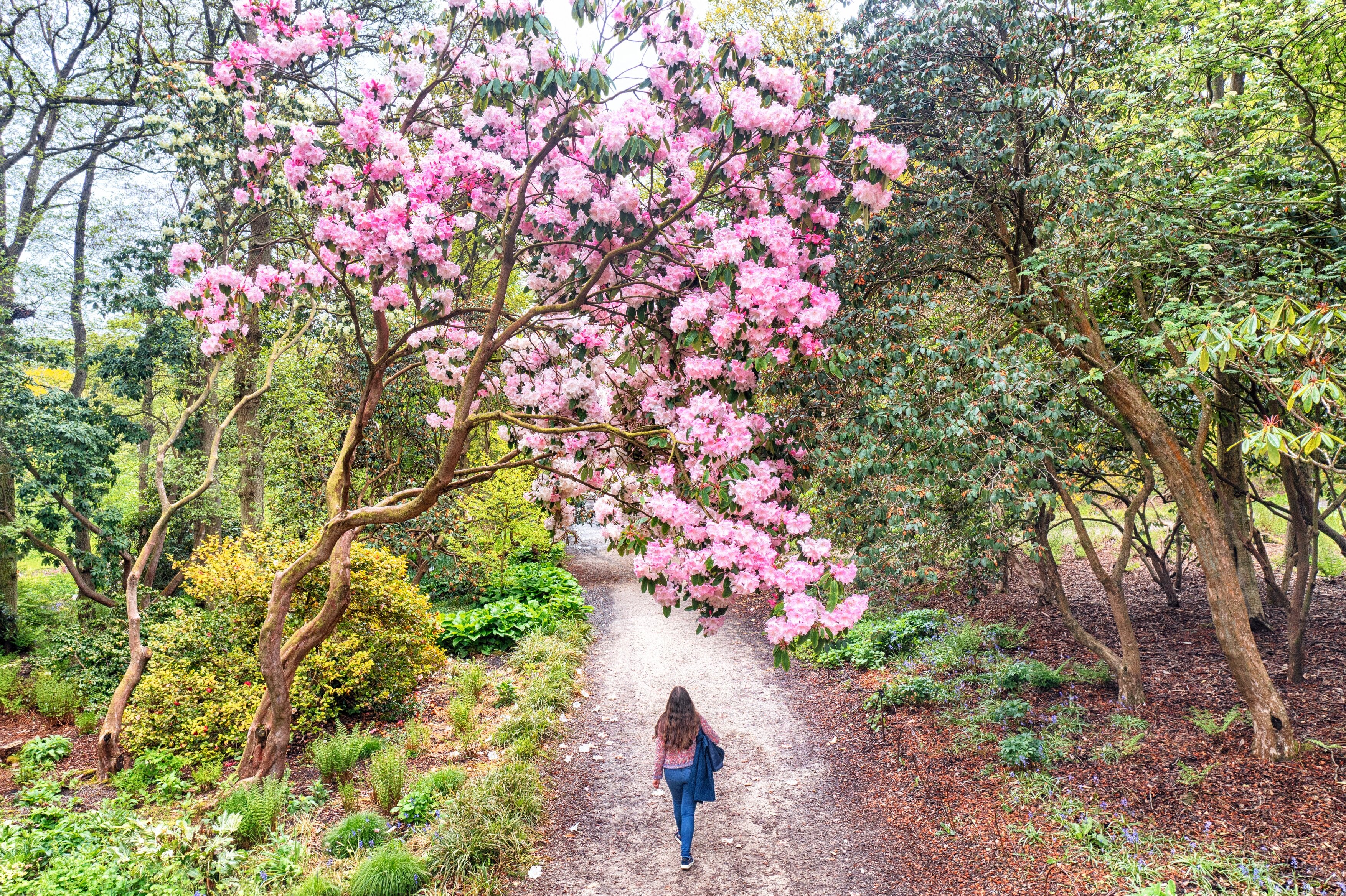 Spring adventures: The best places to enjoy Britain in bloom by rail ...