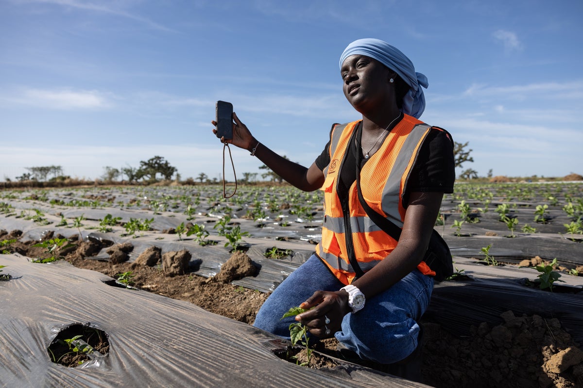 Some West African farmers turn to TikTok as part of agricultures changing image Some West African farmers turn to TikTok as part of agricultures changing image
