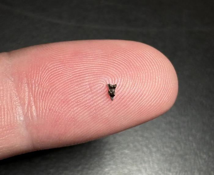 A Purgatorius upper molar from Corral Bluffs Denver Basin, Colorado