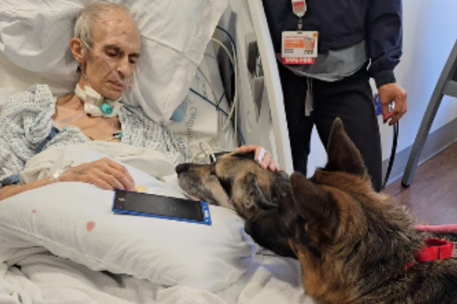 Terminally ill man’s heartbreaking goodbye to loyal German Shepherds