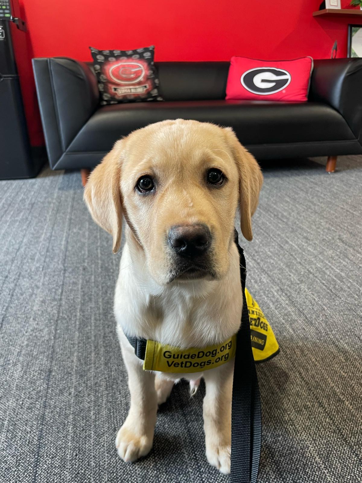 The first GDF college puppy-raiser program started over 10 years ago at UGA. Since then it has snowballed, with programs now at 14 other colleges