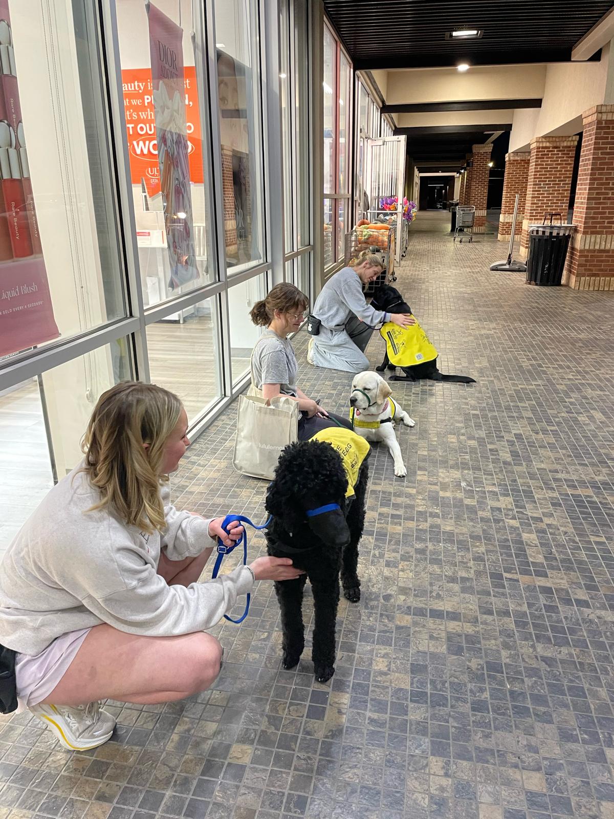 Students teach the dogs basic house manners and get them used to stimulating or stressful situations that they may encounter as a working dog