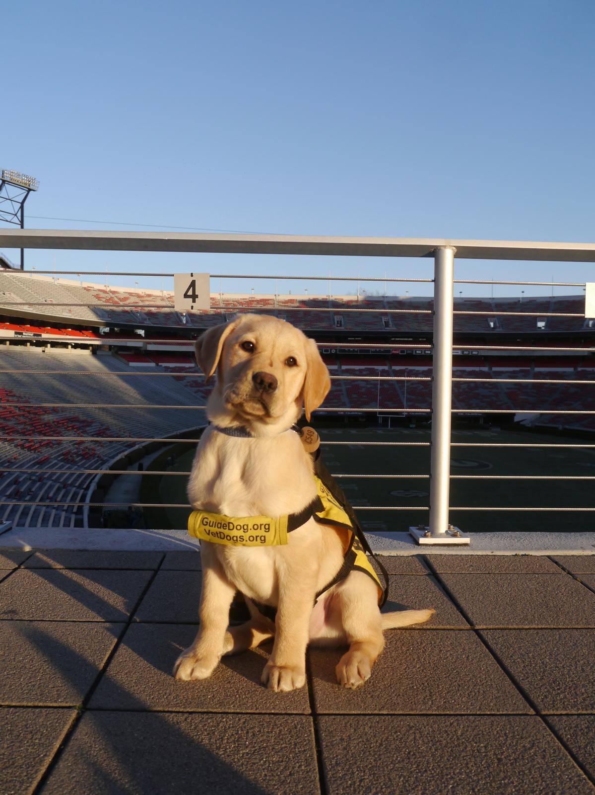 After starting the program, monthly check-ins are conducted to assess the dogs’ physical and behavioral wellness, and volunteers have 24 hour access to support in case of overnight issues