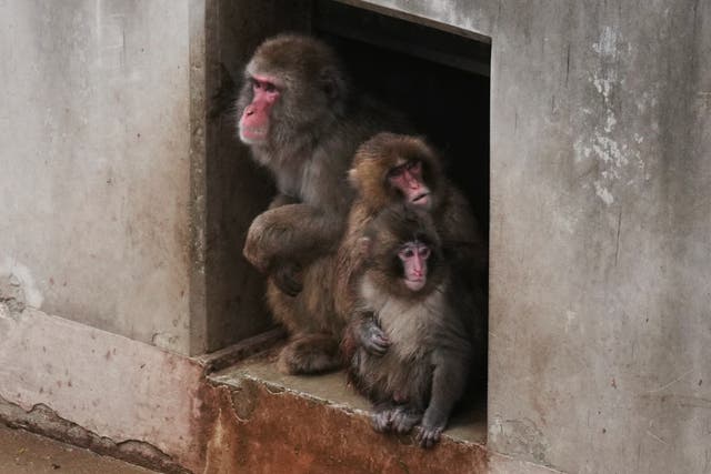 <p>Punch, a la derecha, en el zoológico de la ciudad de Ichikawa el 3 de marzo de 2026</p>