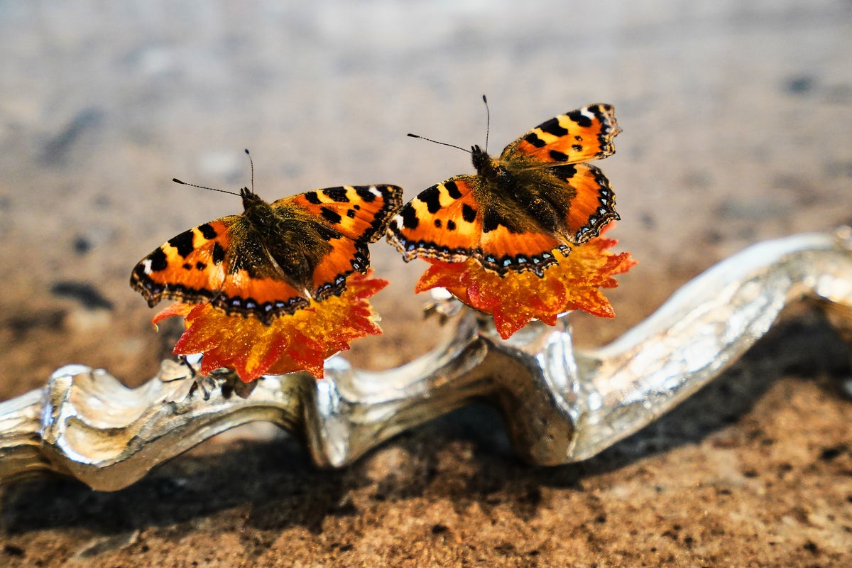 Can food be art? Denmark weighs up the debate dividing chefs and critics