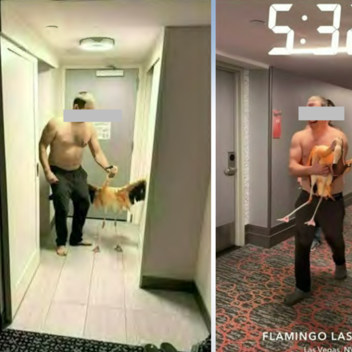 Canadian tourist accused of stealing flamingo from Las Vegas hotel told to  remain in city but to stay off the Strip | The Independent