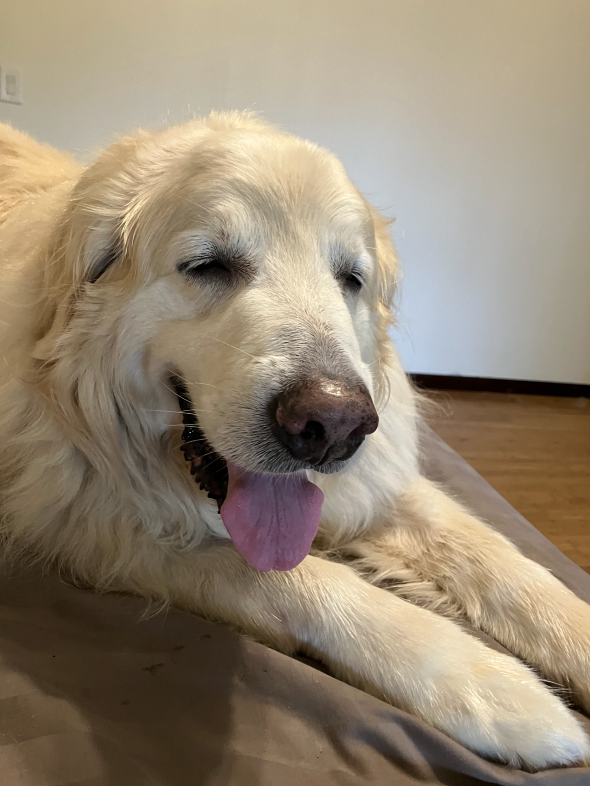 Tavernier said the stress of the lawsuit has made it hard to eat or sleep, leaving him waking in the middle of the night to let Gunner outside