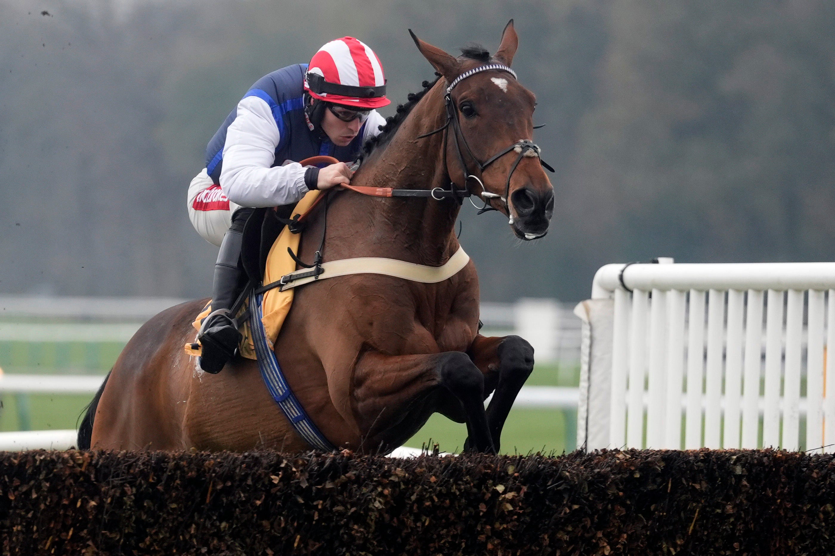 Fresh off a win in the King George back in December Ben Pauling's The Jukebox Man could rival for the Gold Cup this year