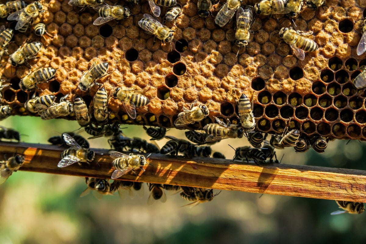 Scientists find alarming effect of forever chemicals in honey bees