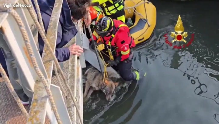 https://static.independent.co.uk/2026/03/07/8/24/Moment-wolf-rescued-from-canal-in-northern-Italy.jpeg?trim=0,56,0,55&width=1200&height=800&crop=1200:800