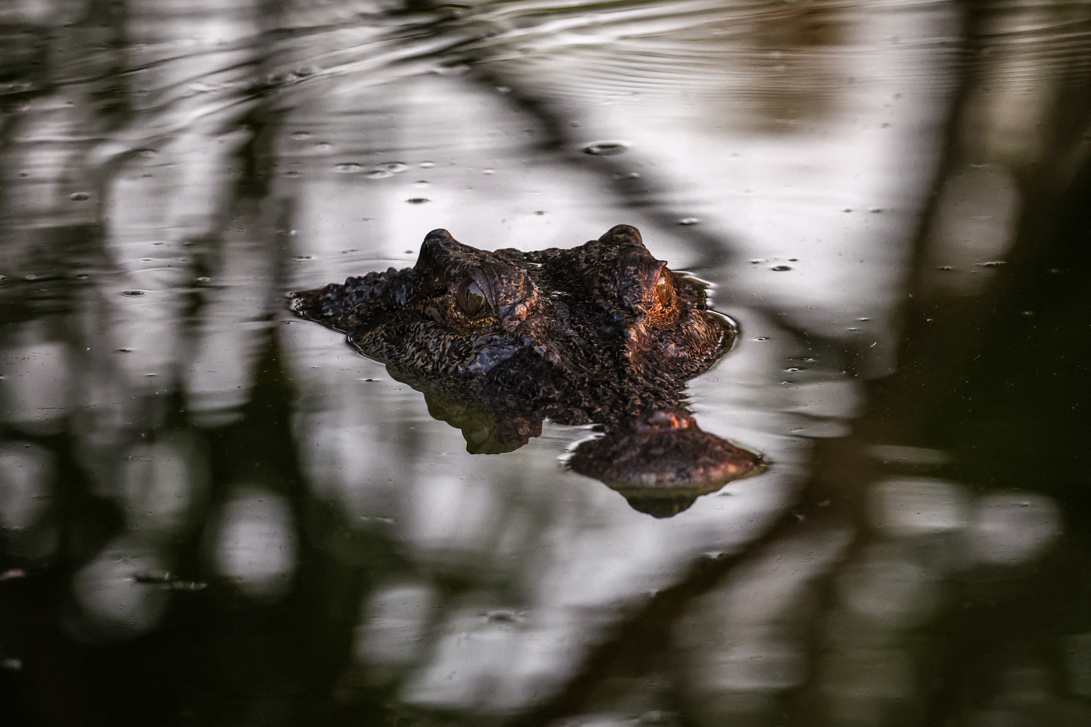 A freshwater crocodile has a long, slender snout for catching fish