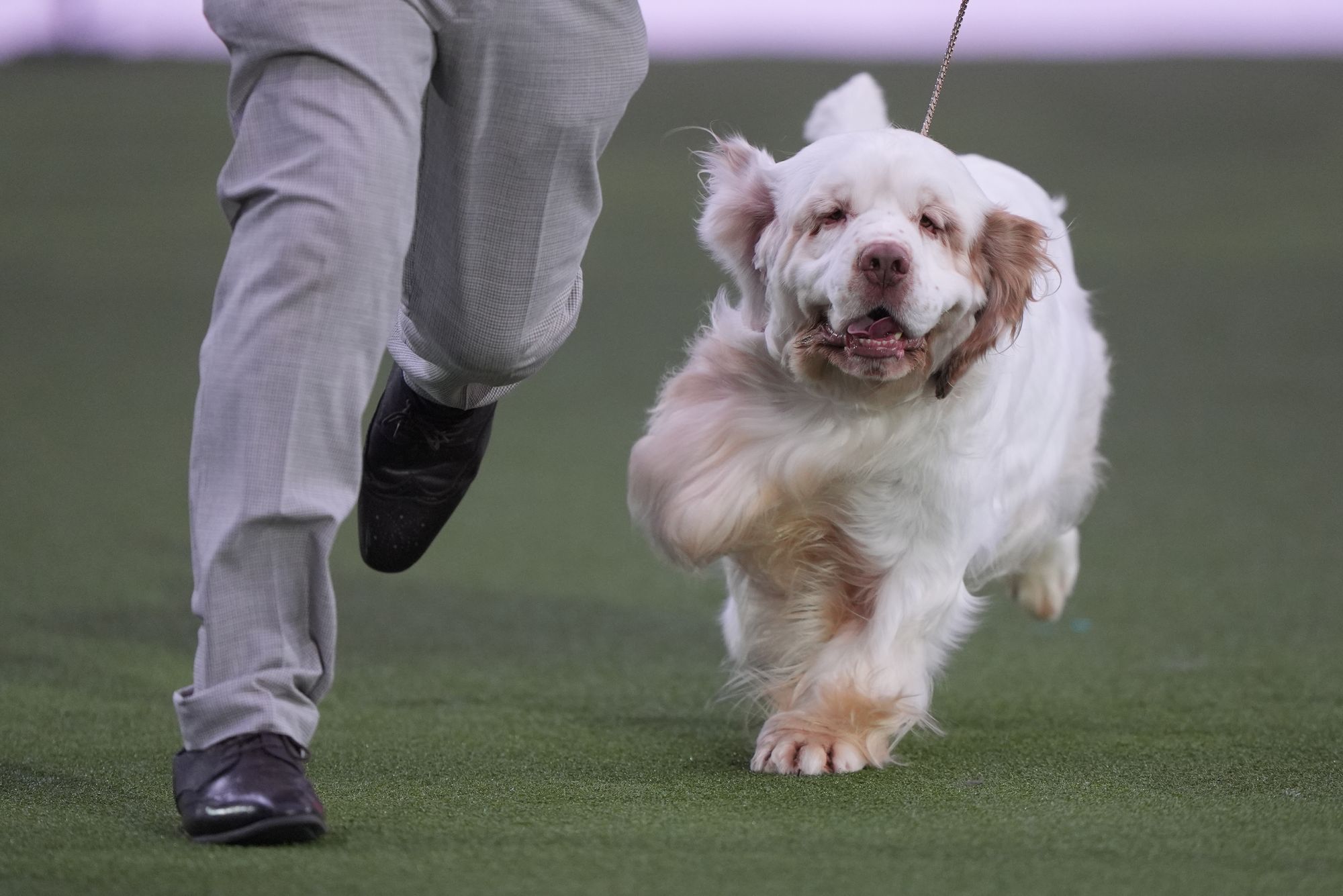 Gundog group, Clumber Spaniel, Bruin and eventual winner of Best in Show on the final day of the Crufts Dog Show at the National Exhibition Center in Birmingham