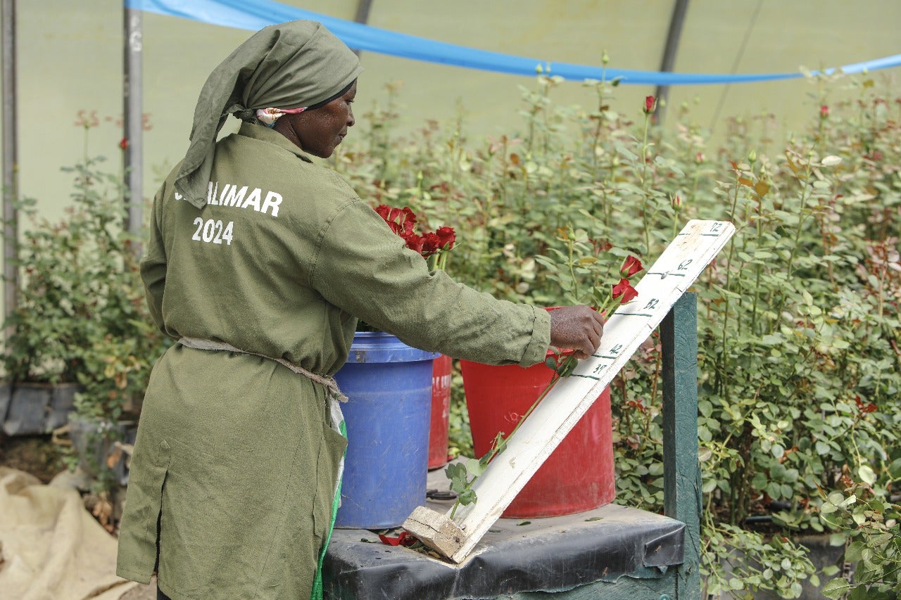 The work on flower farms is hard and meticulous. ‘On most flower farms, people are suffering, and they have no way to speak out or complain. It’s like a dictatorship,’ says Rebecca
