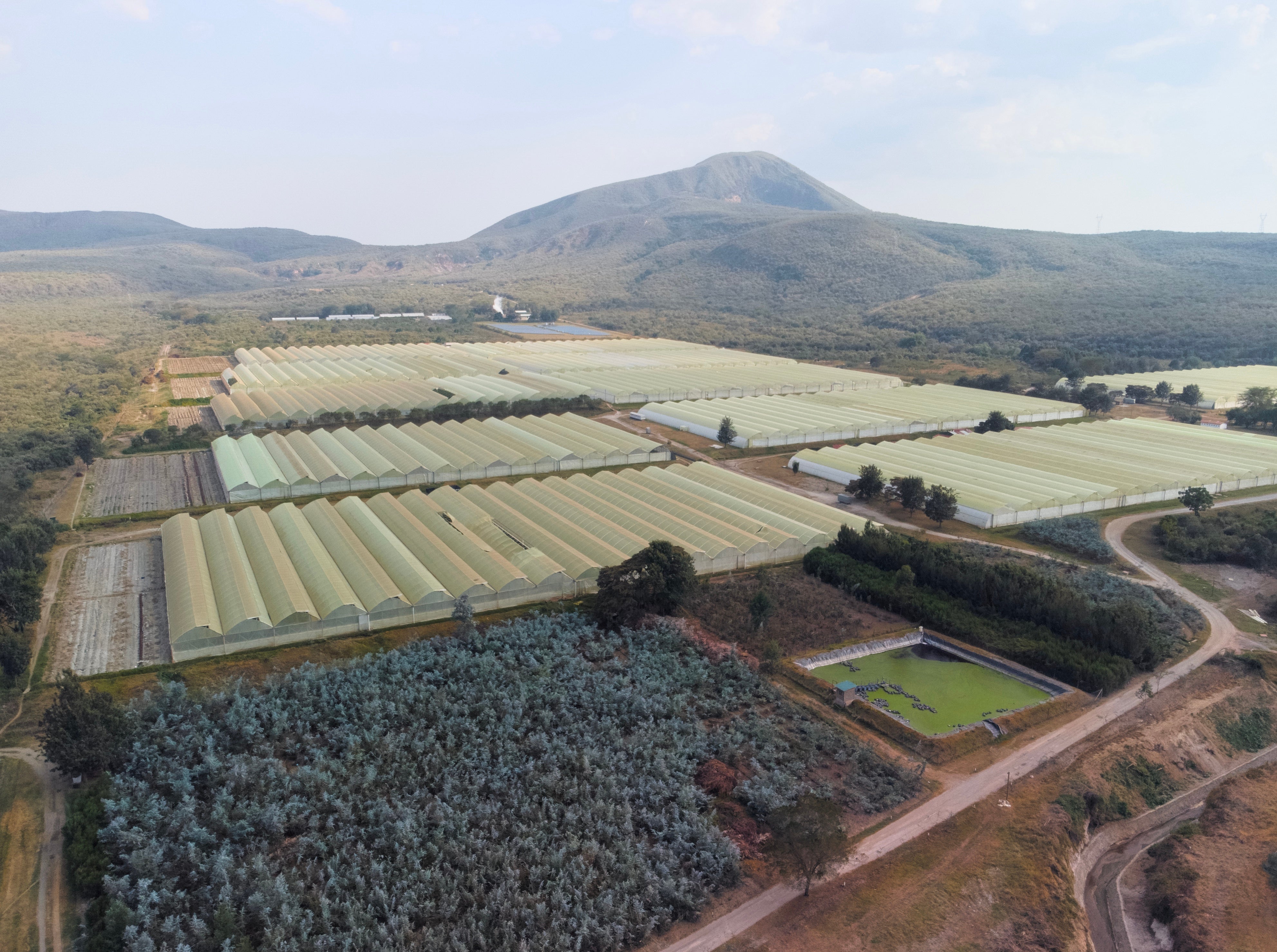 A flower farm stretches out into the distance in Naivasha, which is a Kenyan city in the Great Rift Valley at the heart of the country’s flower industry