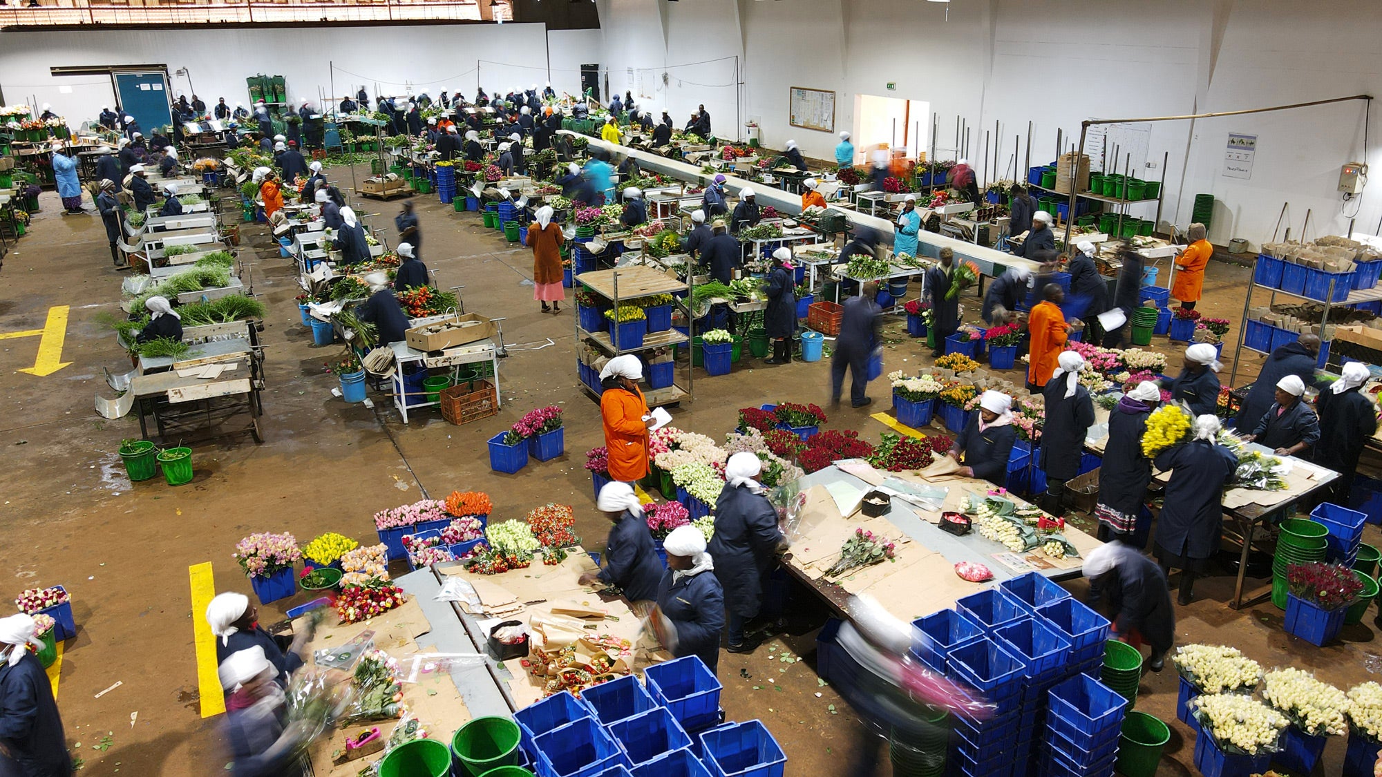Workers are seen packing different kinds of flowers ready for export. Kenya supplies a massive chunk of the UK’s flowers, including 60 per cent of our roses
