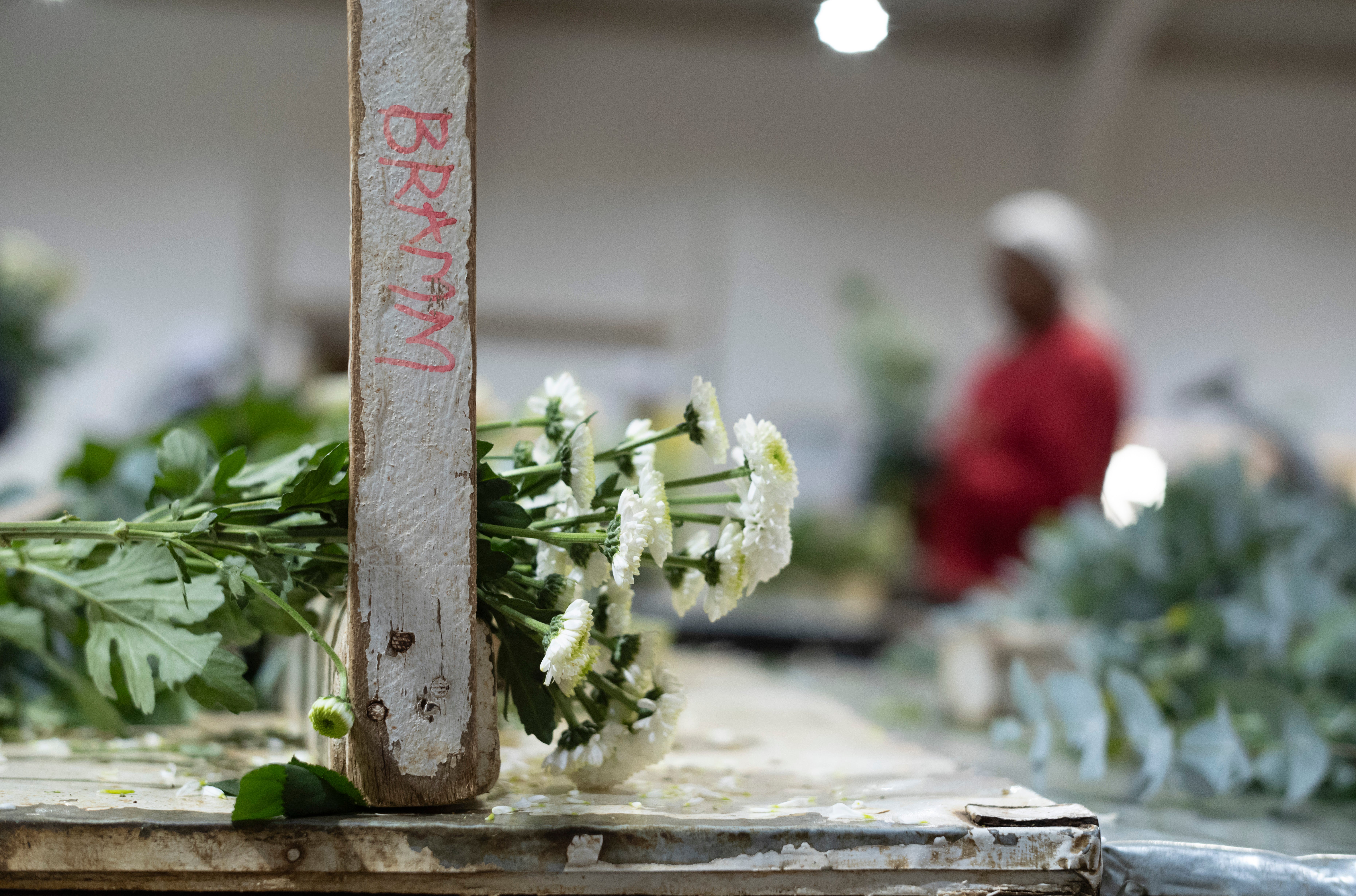 Labour concerns at flower farms include long hours, unsafe working conditions and exposure to harmful chemicals – all the while earning an average of less than £2 per day