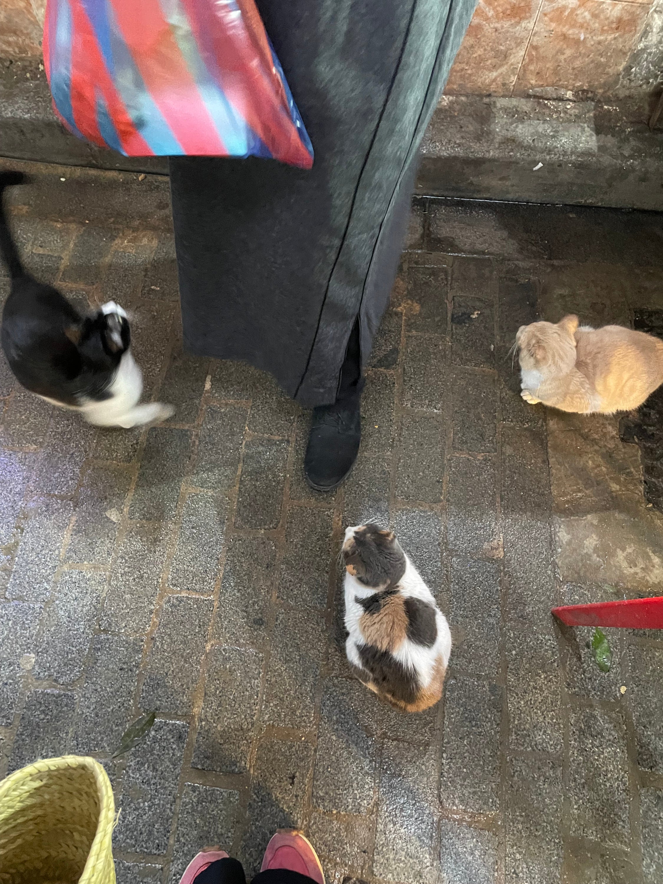 A photo of cats outside the butcher's in the souk.