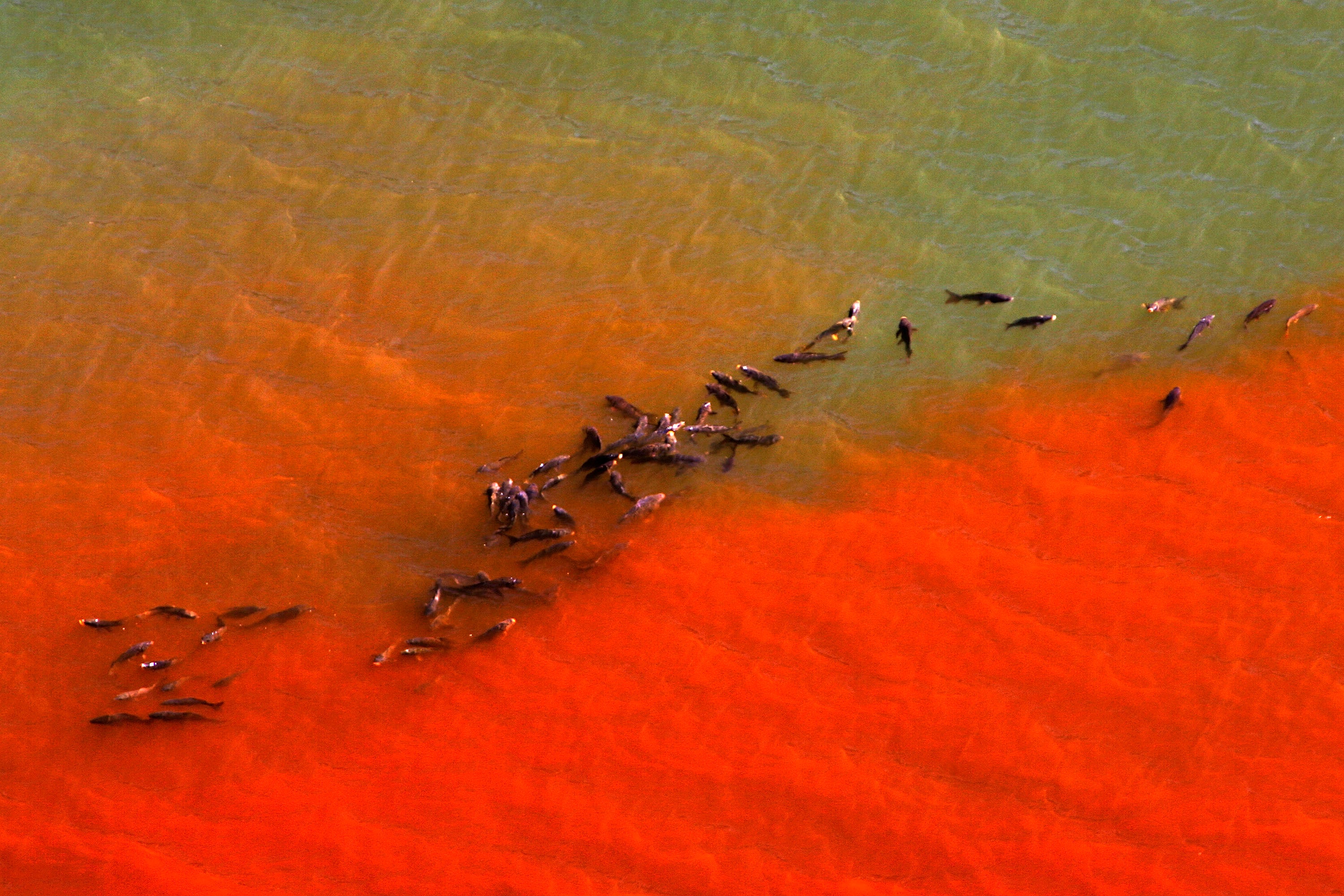 Fish congregate in the shallows of the depleted Morris Reservoir near Azusa, California in March 2007, after an El Niño event that coincided with record heatwaves across the Golden State