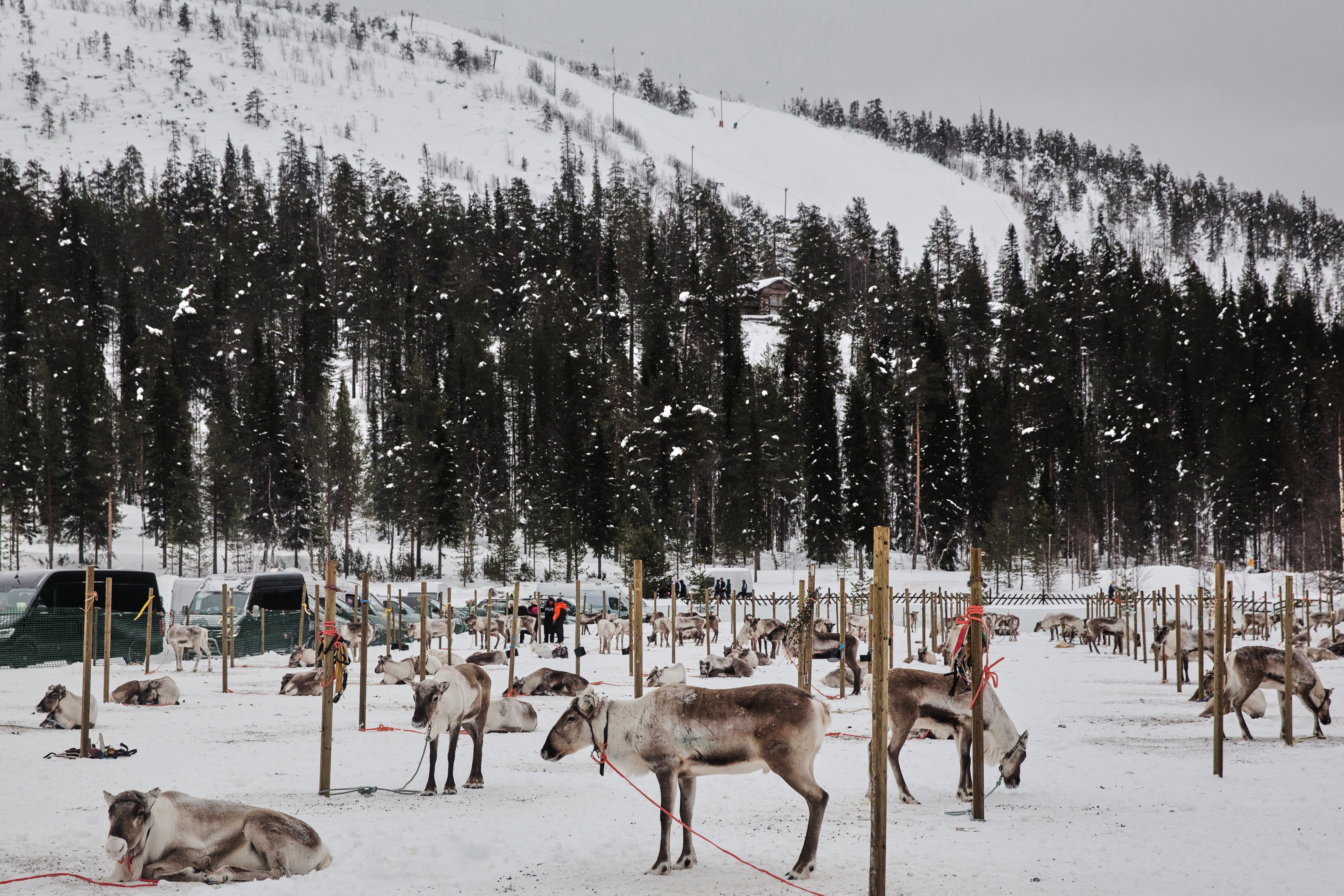 During the race, crowds cheered their favorites on with calls of ‘hyvä, hyvä’ and ‘mene, mene’ — which is Finnish for ‘good, good’ and ‘go, go’ — as the reindeer sprinted down the final stretch