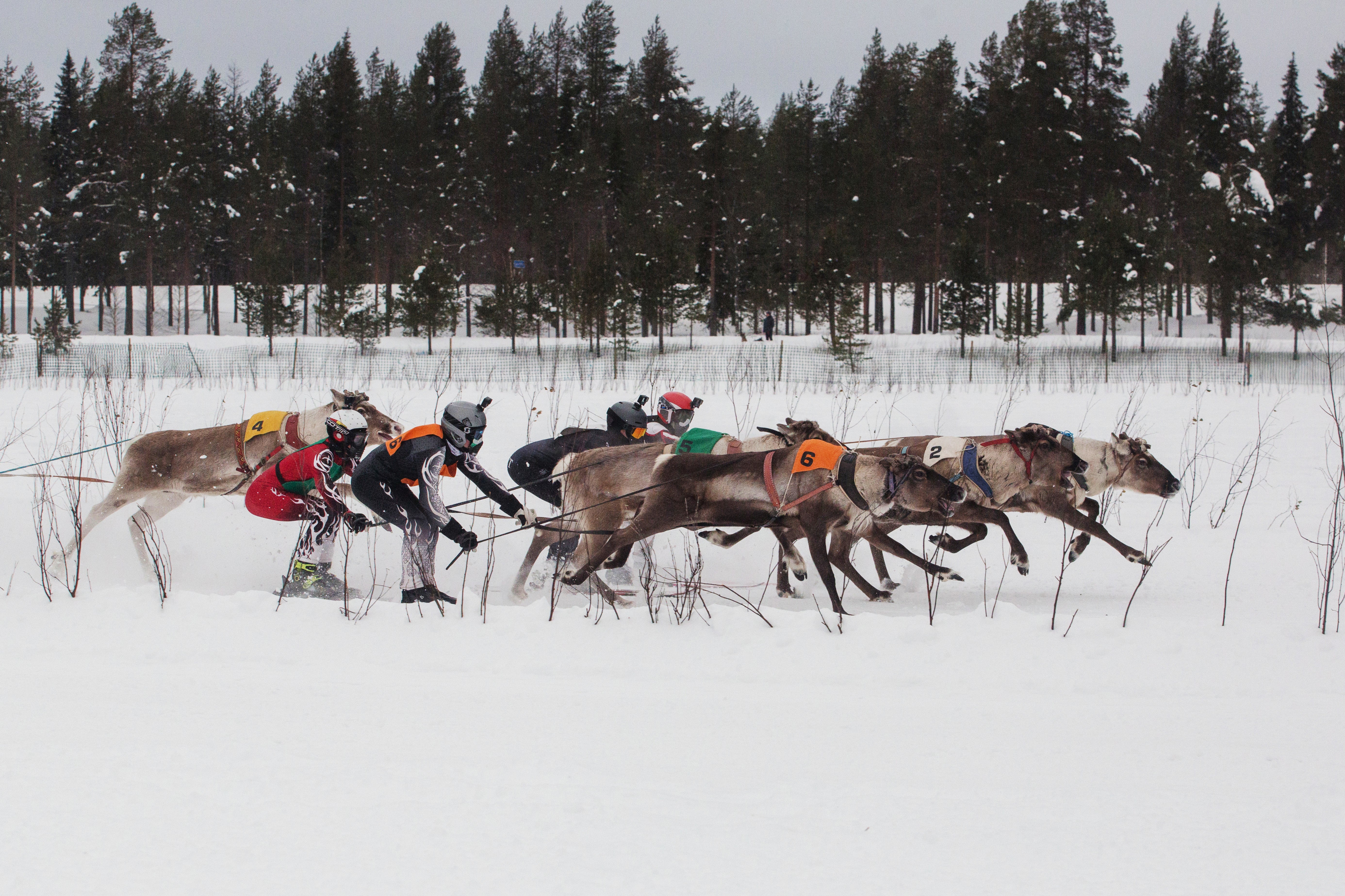 The premiere event was the so-called hot series, in which reindeer qualify if they race the kilometer-long (just over a half-mile) track in 1 minute, 19 seconds, or less