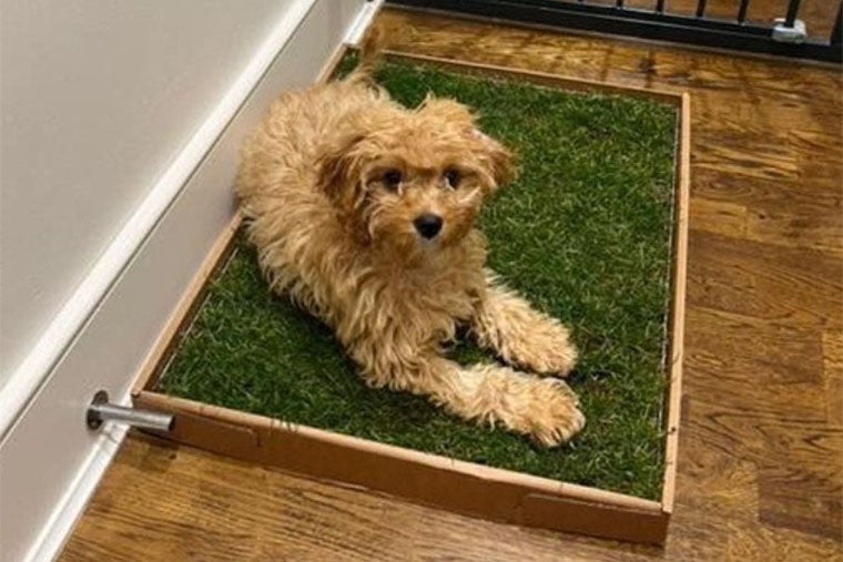 Piddle Patch indoor dog toilet designed by Rebecca Sloane