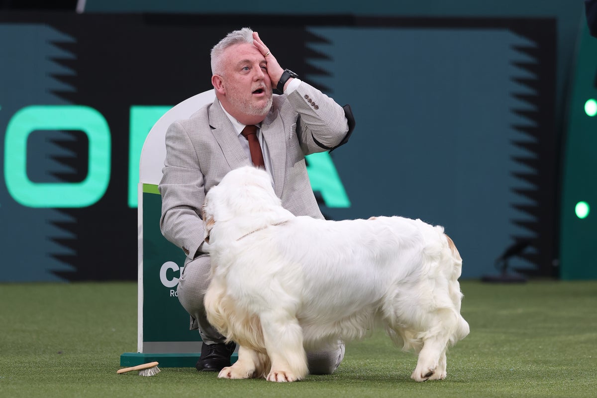Calls for Crufts winner to have award removed after animal cruelty conviction revealed – UK Times Calls for Crufts winner to have award removed after animal cruelty conviction revealed – UK Times