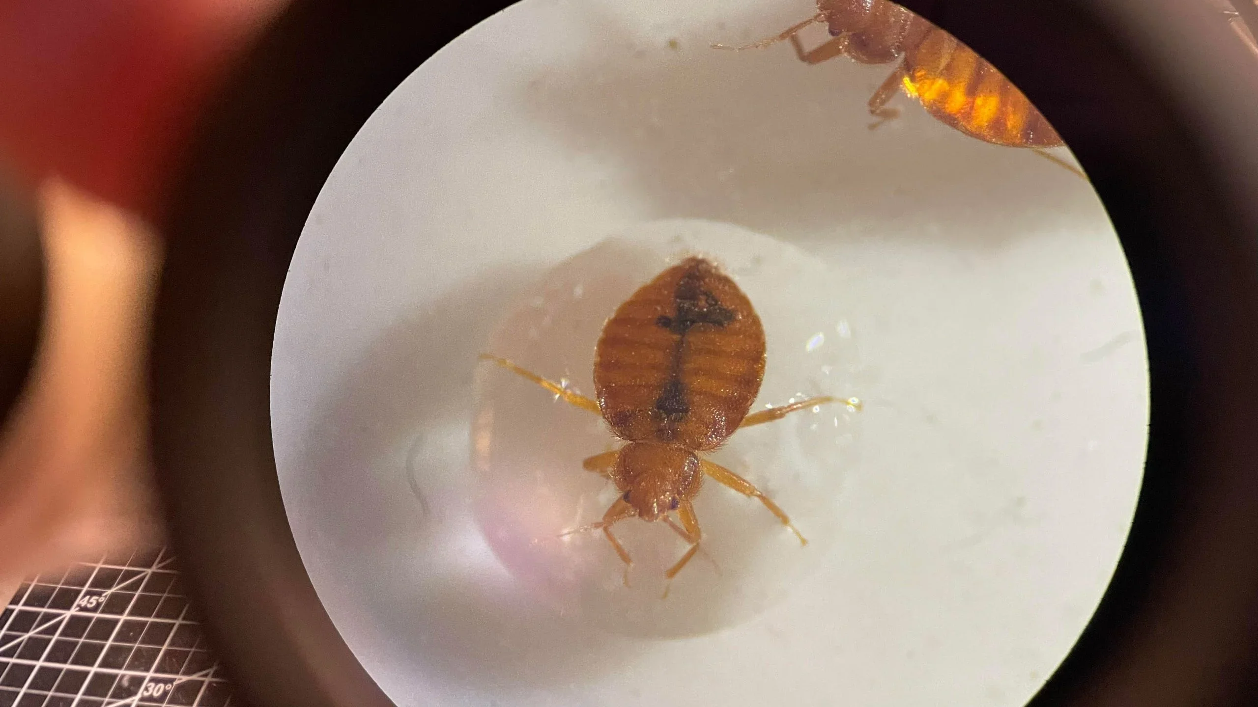 Bed bug in the Choe lab at UCR (Dong Hwan Choe/UCR)