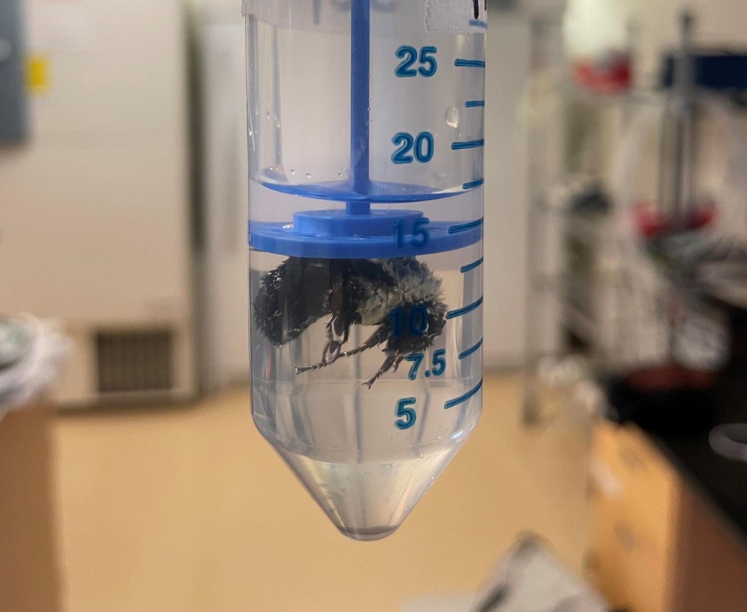 Die Forscher tauchten die Hummeln acht Tage lang in einer Röhre in Wasser