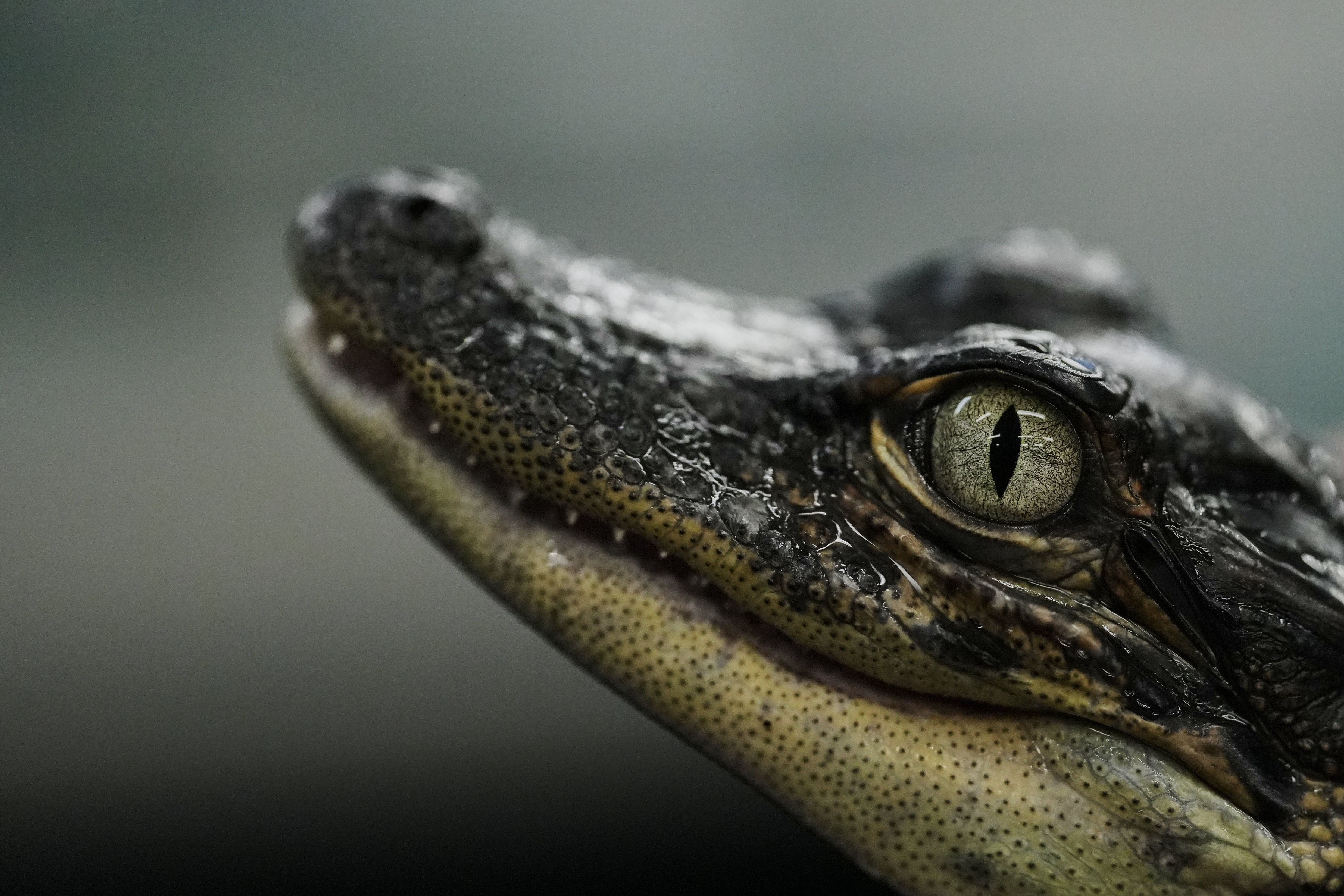 independent.co.uk - Melina Walling - Louisiana's alligator farms raise the reptiles for meat, skins - and conservation