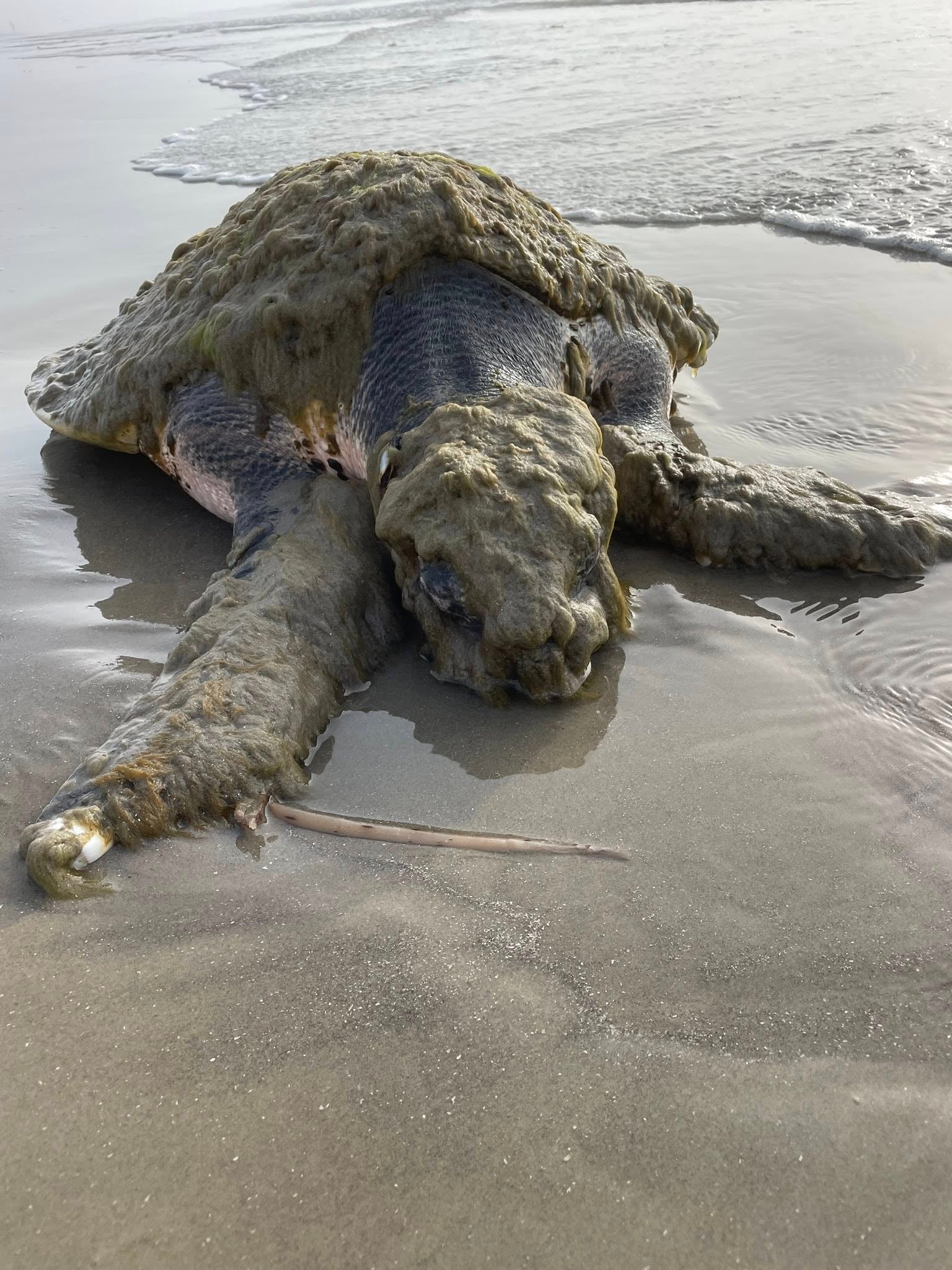 World’s rarest sea turtle washes ashore in dire need of aid | The ...