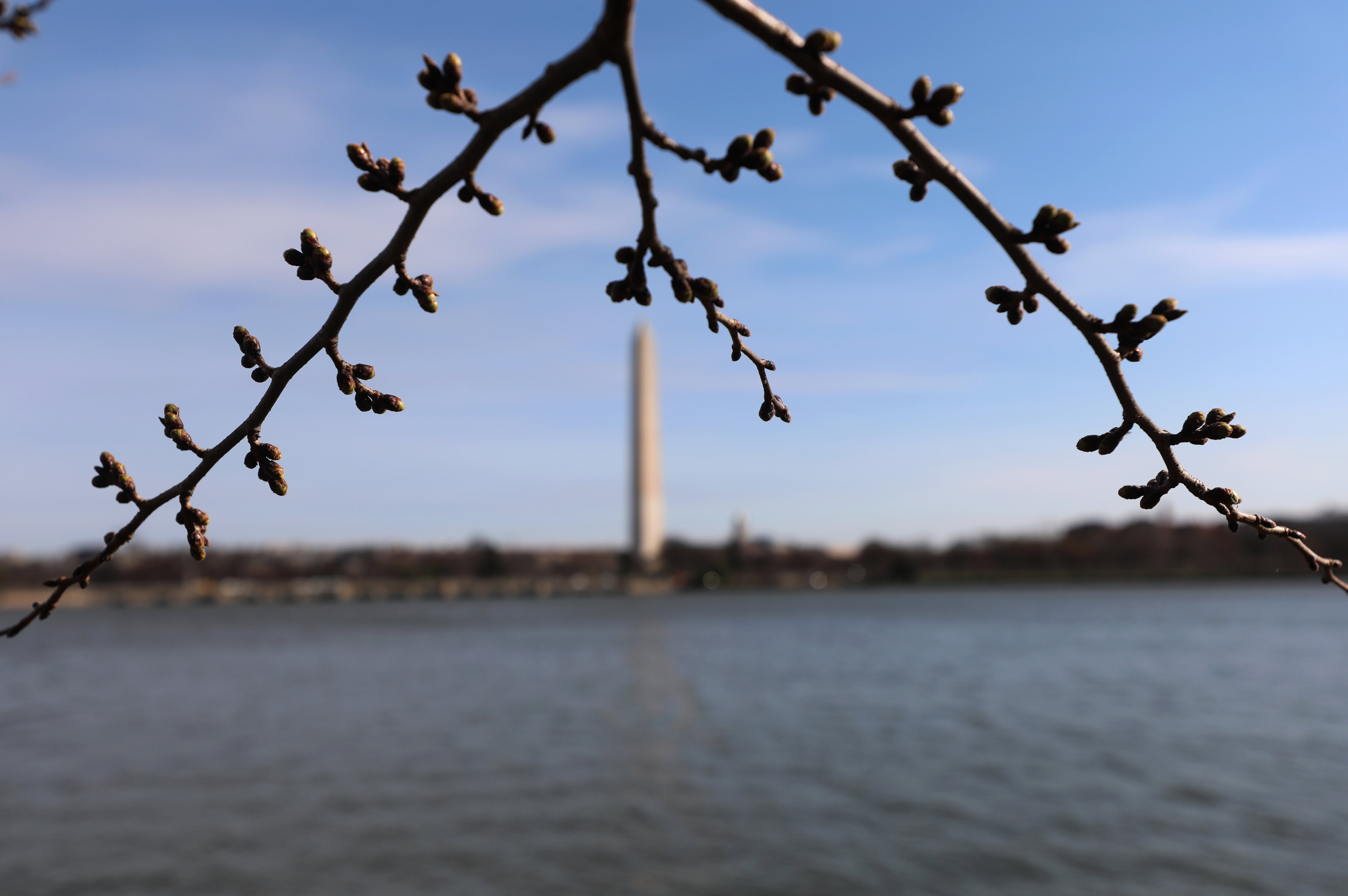 Cherry trees begin to bloom, near the the Washington Monument, at the Tidal Basin in Washington.