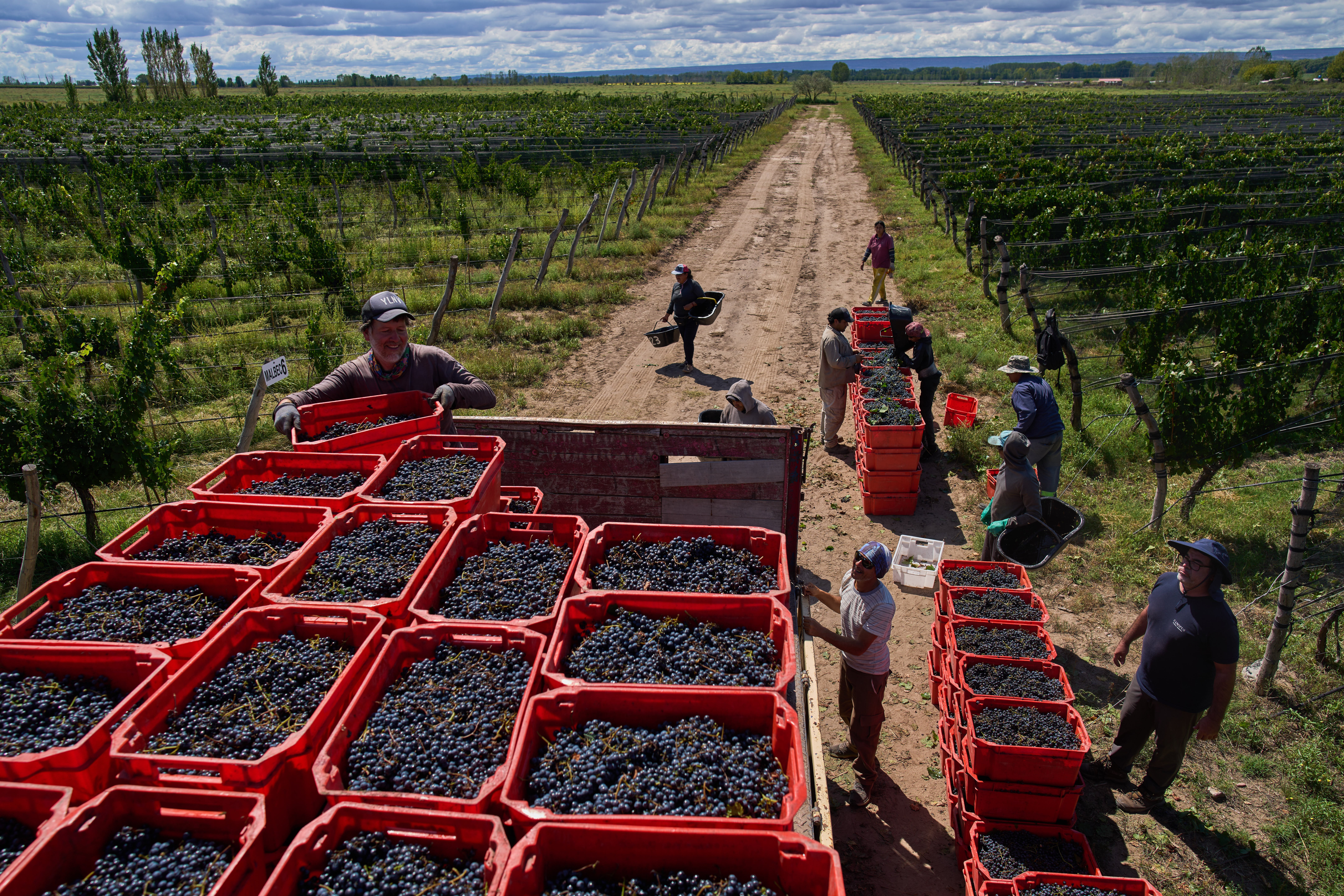 Worker load crates of grapes onto a truck at the Canopus Farm in El Cepillo, Mendoza province, Argentina, Tuesday, March 10, 2026. (AP Photo/Rodrigo Abd)