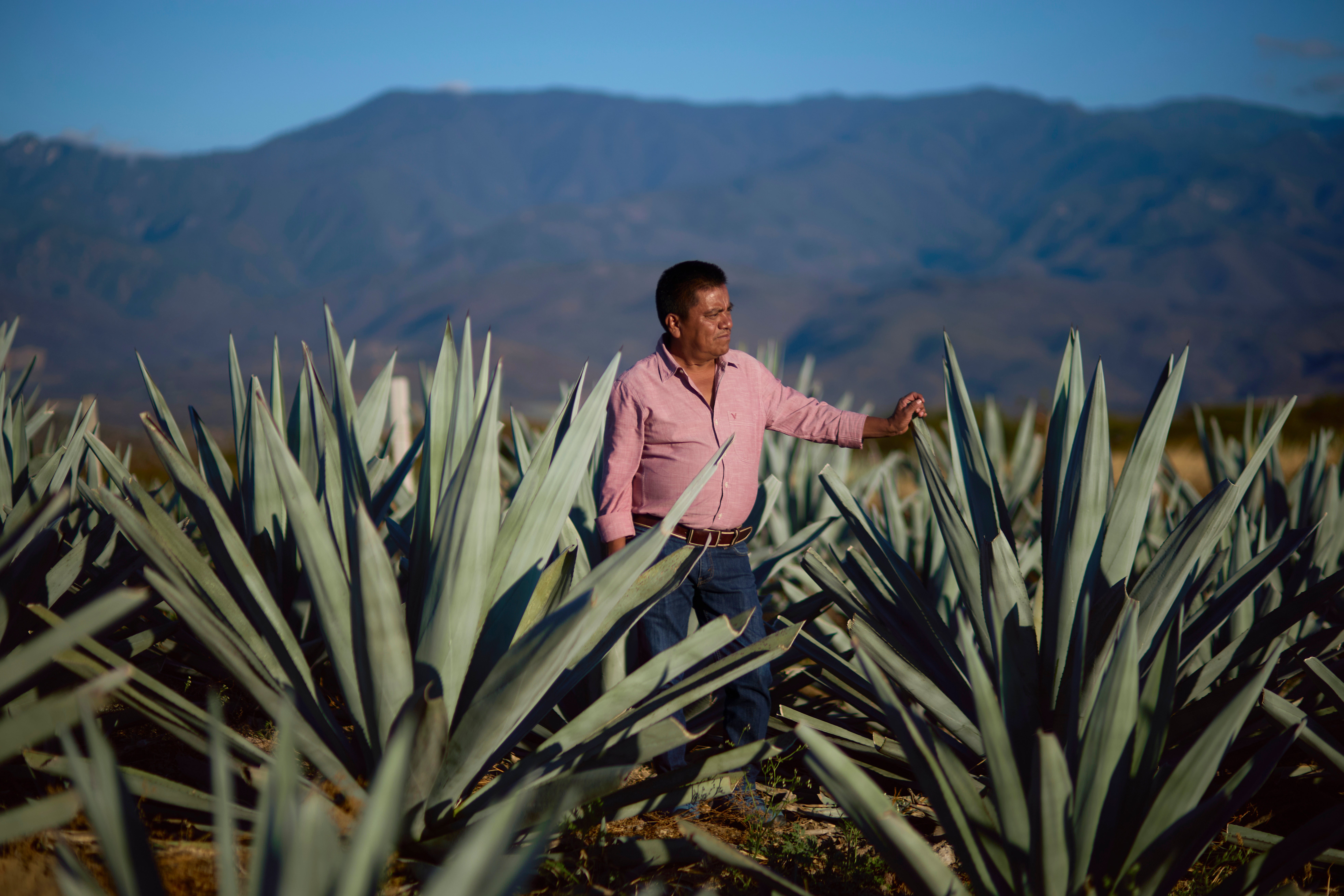 Climate_Mexico_Mezcal_Photo_Ga