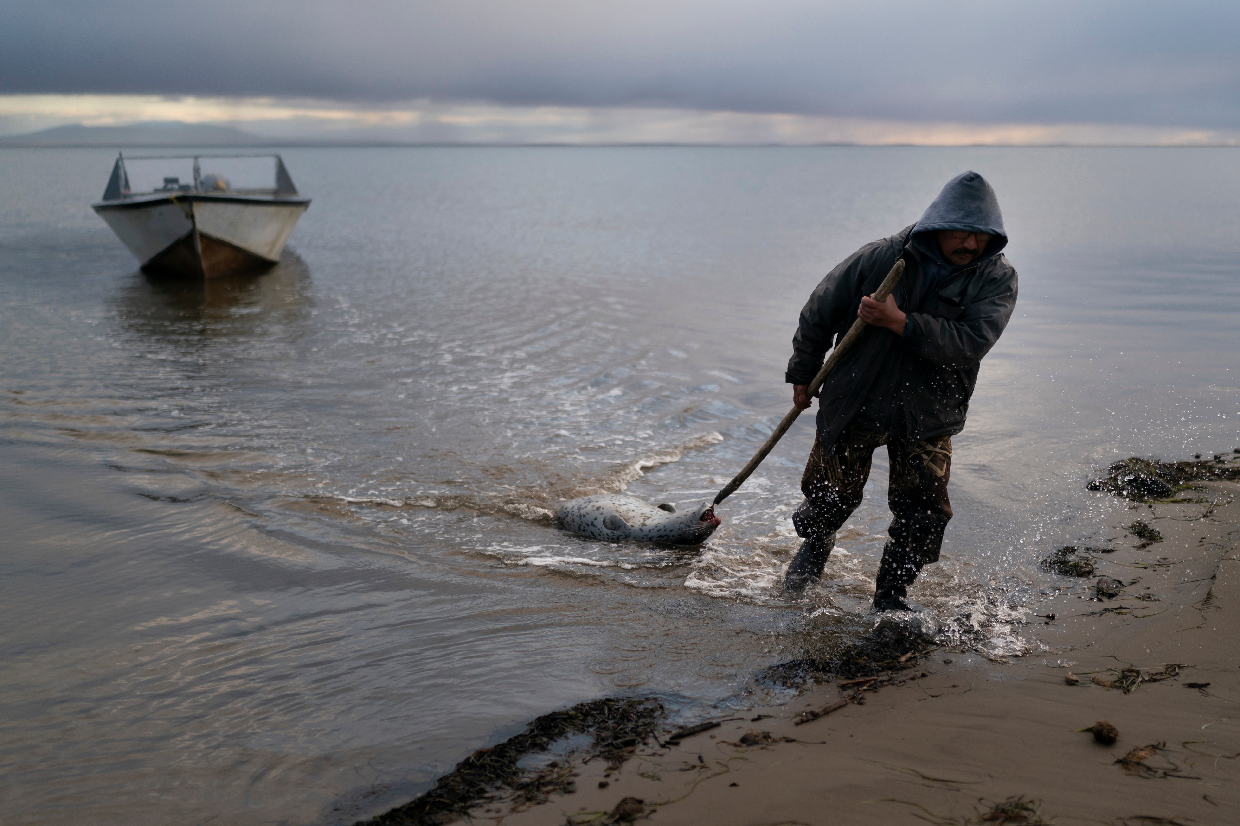 Der Robbenjäger Wilbur Kuzuzuk, 53, schleppt am 4. Oktober 2022 eine gefleckte Robbe, seinen einzigen Fang des Tages, an den Rand der Lagune in Shishmaref, Alaska. (AP Photo/Jae C. Hong, Akte)