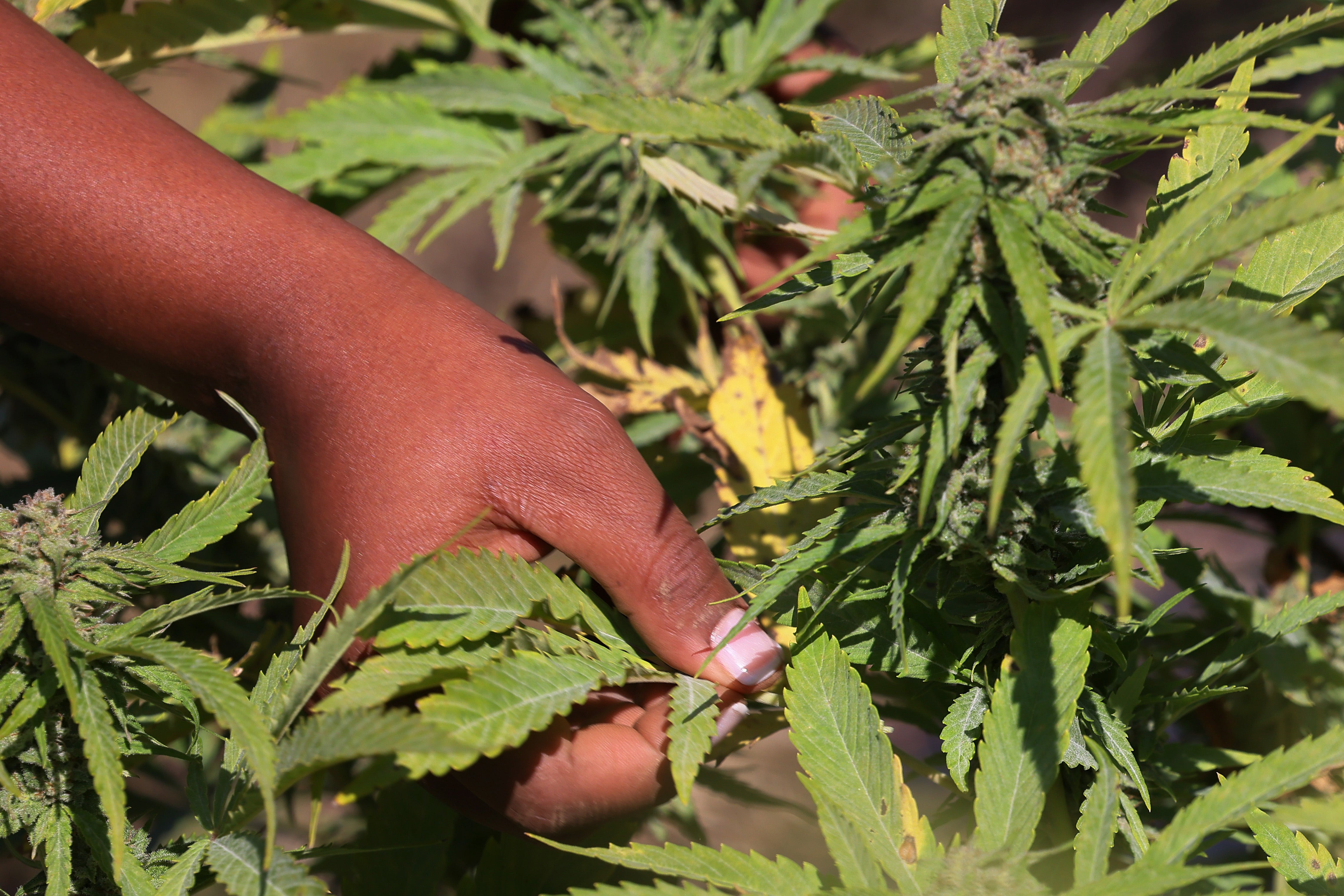 Marijuana is the most commonly used federally illegal drug in the U.S. and medical marijuana is legal in dozens of individual states