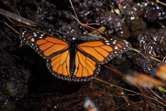MÉXICO-MARIPOSAS MONARCA