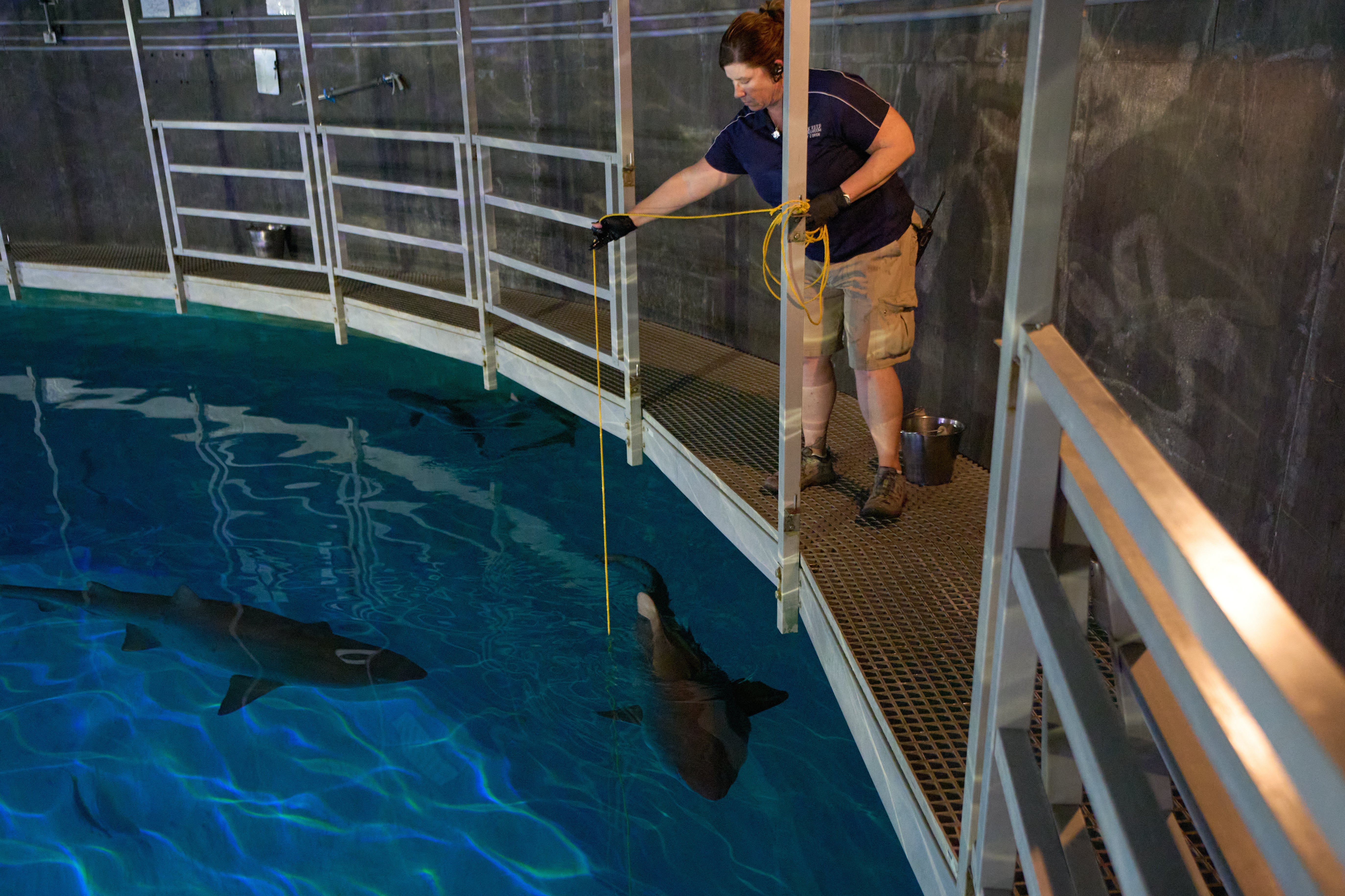 Lead aquarist Becky O'Brien feeds a shark in the Shark Reef Aquarium at the Mandalay Bay hotel-casino in Las Vegas, Wednesday, March 11, 2026. (AP Photo/John Locher)