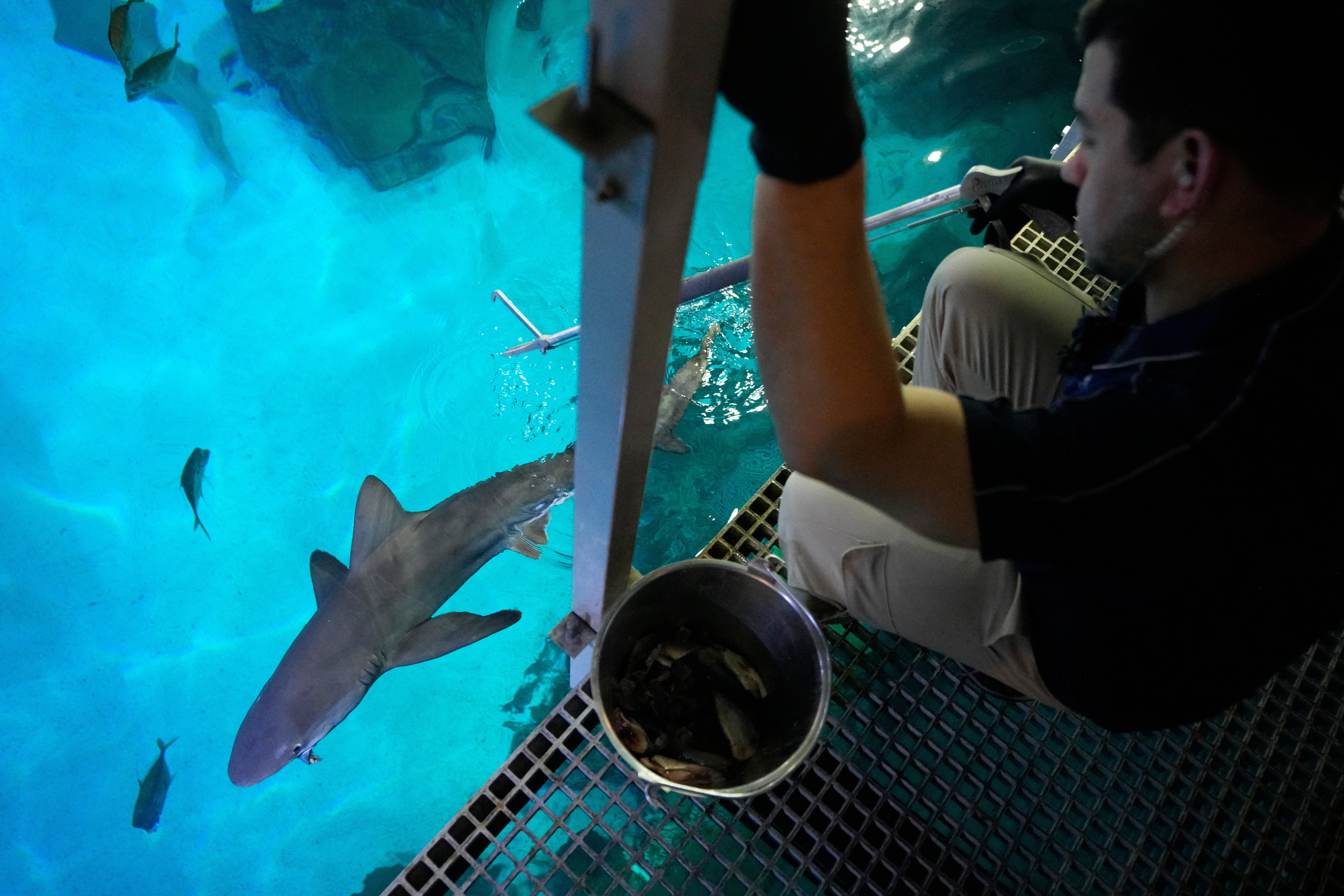 Aquarist Robert LeSage feeds a shark in the Shark Reef Aquarium at the Mandalay Bay hotel-casino in Las Vegas, Wednesday, March 11, 2026. (AP Photo/John Locher)