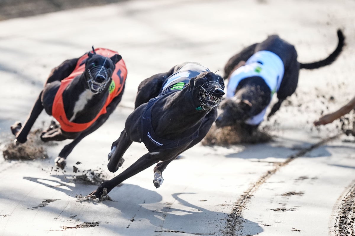 Scotland to vote on future of greyhound racing after Wales confirms ban ...
