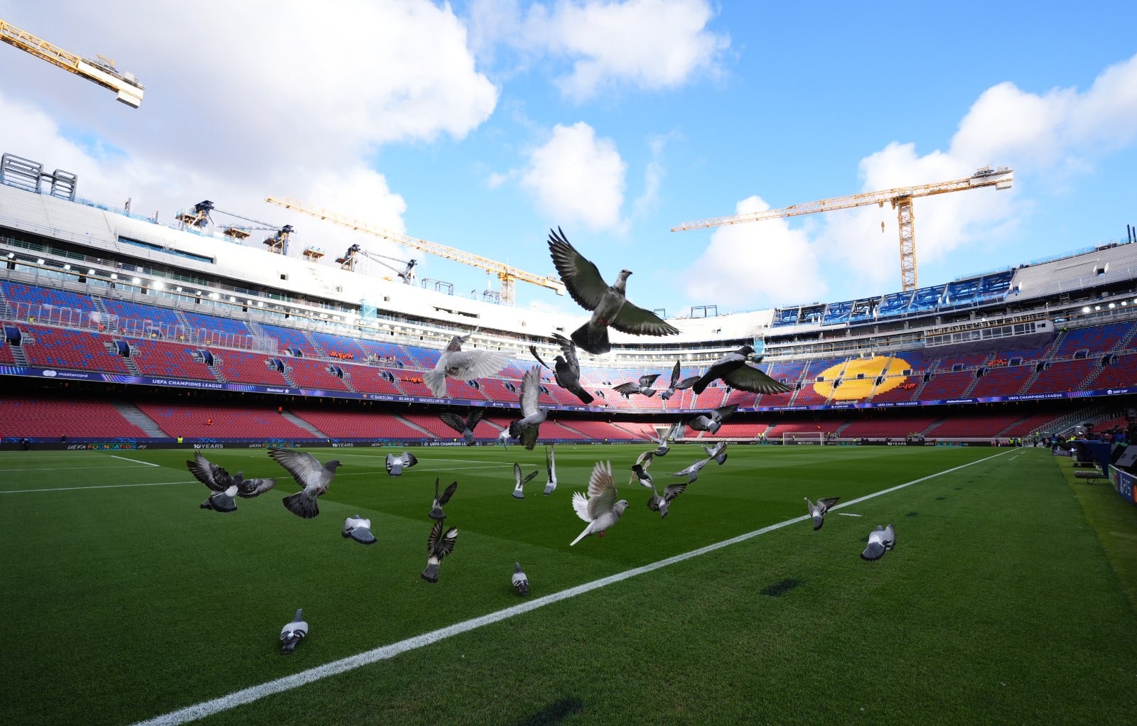 Pigeons test out the Camp Nou surface.