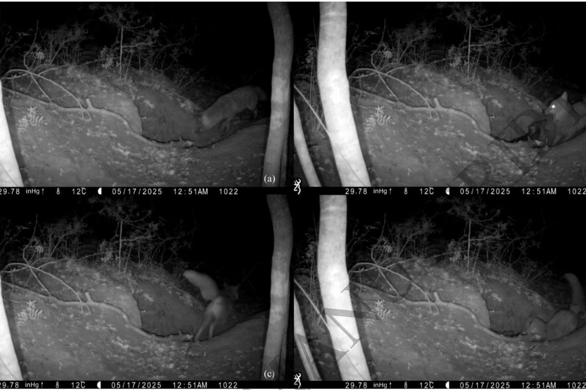 Video shows fox hunting wolf in first documented case of its kind | The ...
