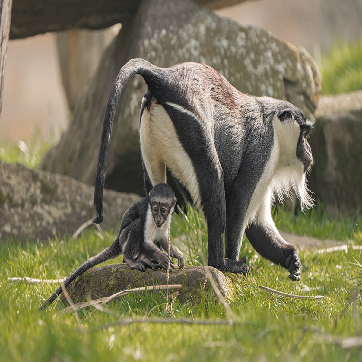 Endangered monkey welcomes baby after pioneering surgery | The Independent