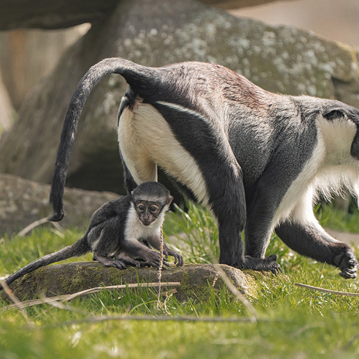 Endangered monkey welcomes baby after pioneering surgery | The Independent